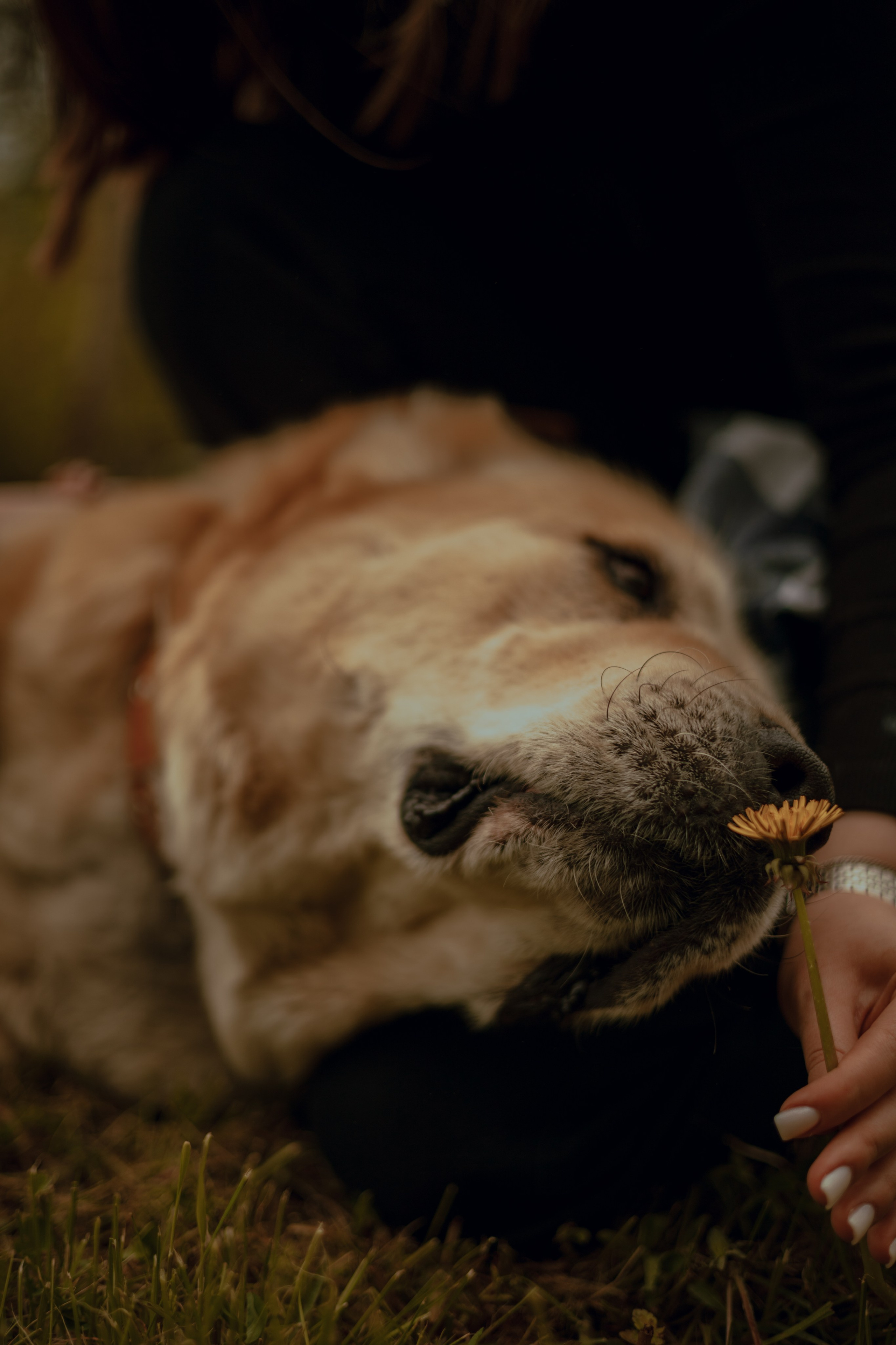 Юля и Ума. Фотограф — анималист •love-story•|Санкт-Петербург