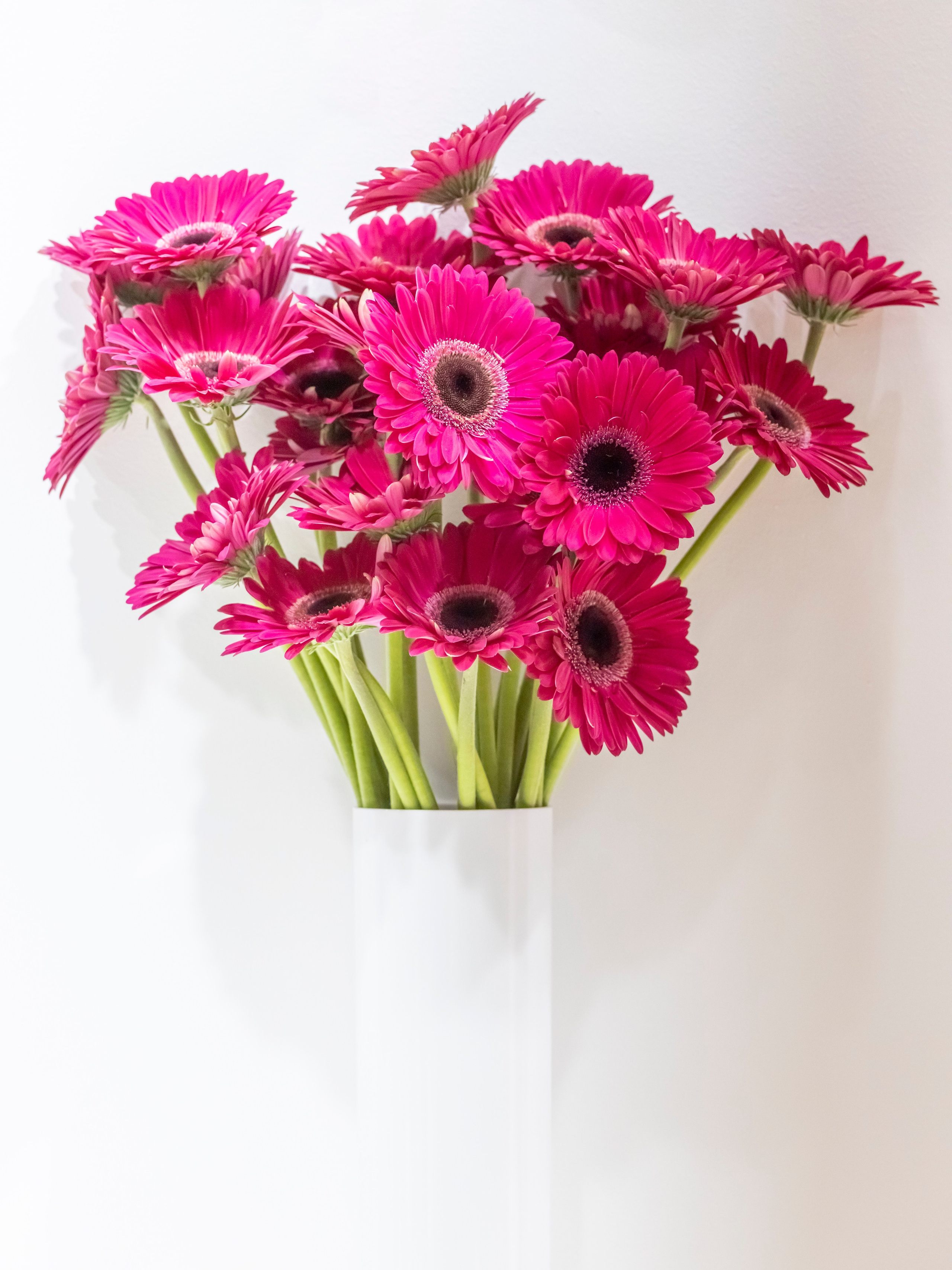 Цветы-Экспо 2023. Фотосессии и репортаж — Фотограф в Москве — Рина Серёгина