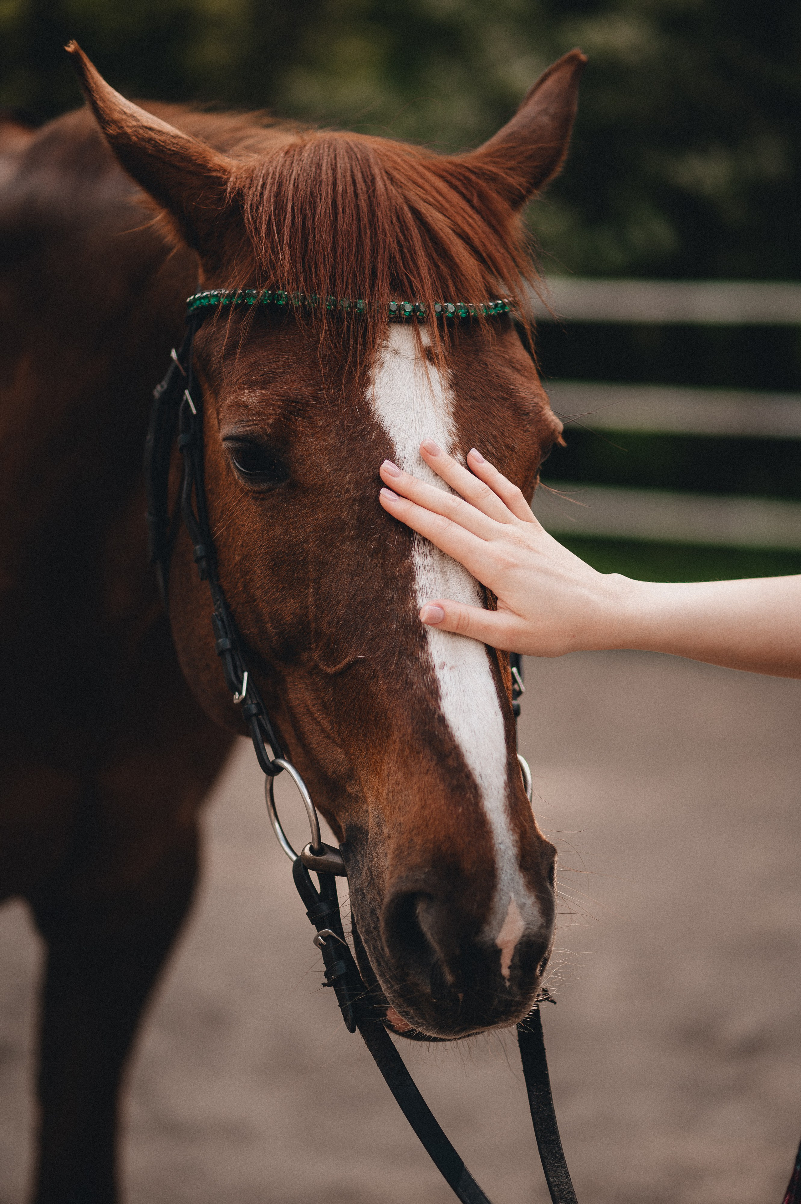 Съёмка с лошадью. Главная