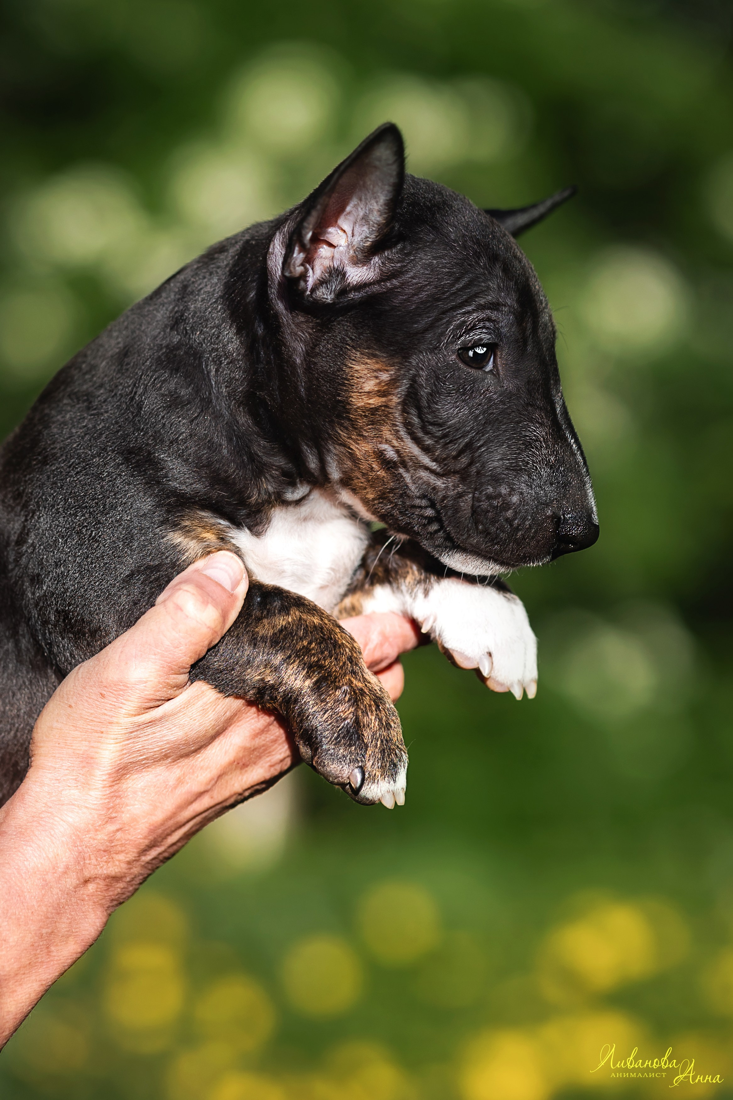 Минибультерьерчики. Фотограф анималист Аня Ливанова | Рыбинск