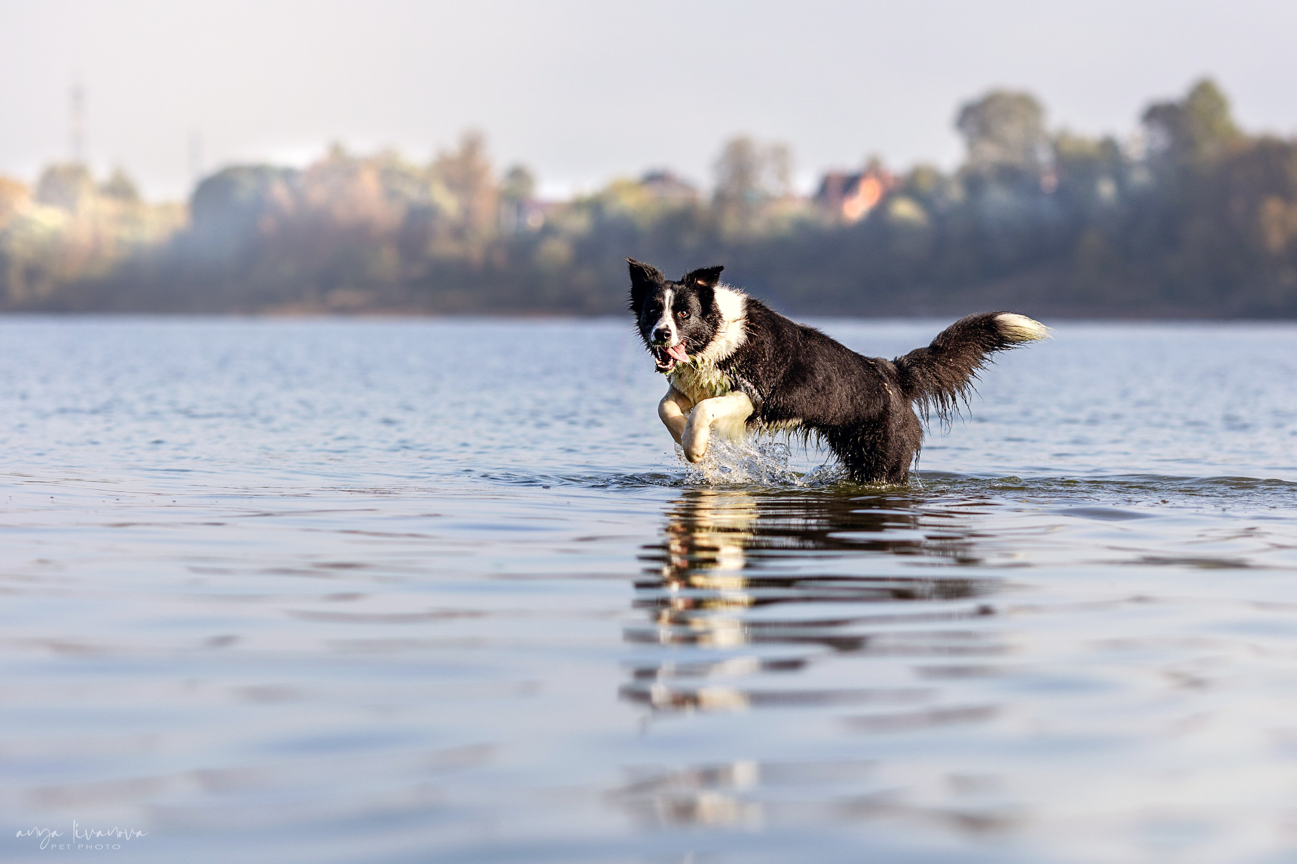 Алена и Майли. Фотограф анималист Аня Ливанова | Рыбинск