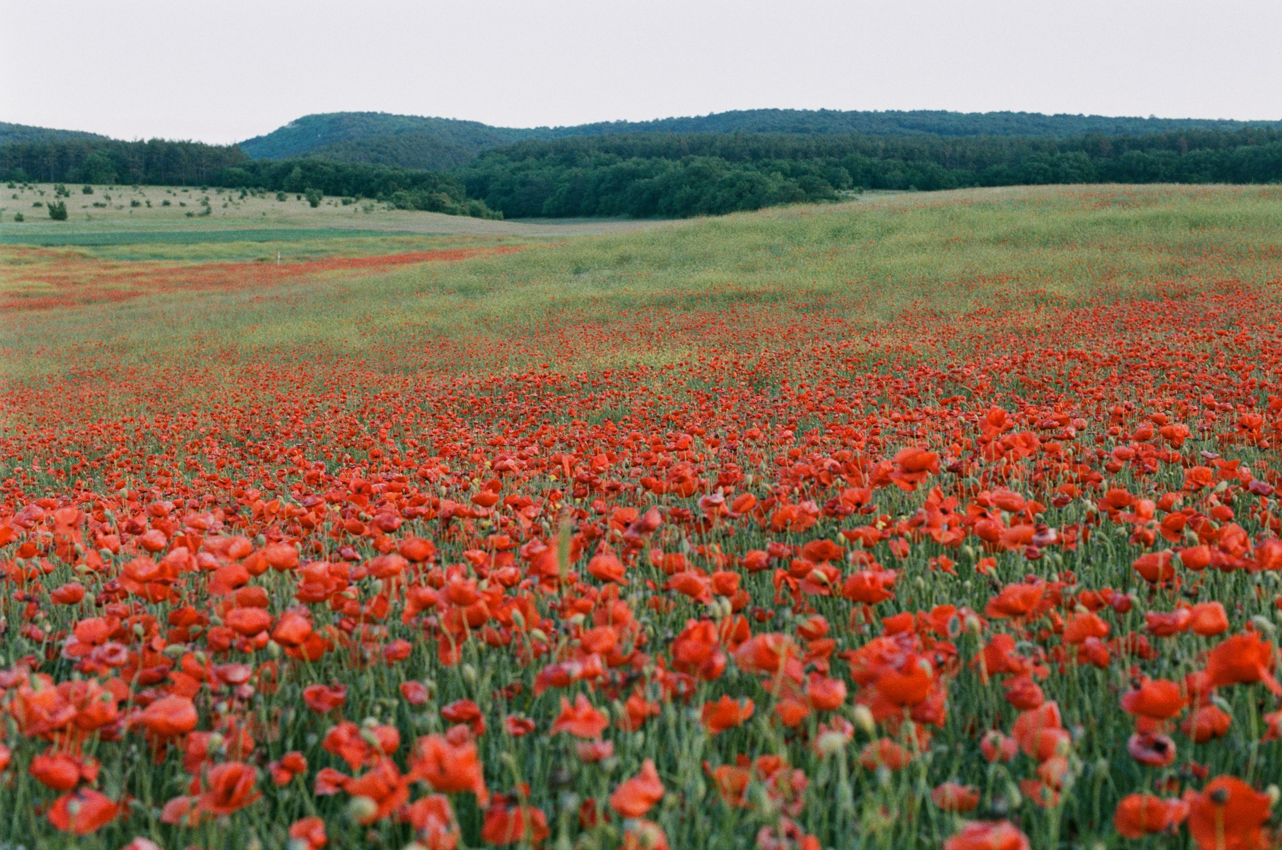 The drugs don't work // ukraine, crimea V. EVER EXPOSED