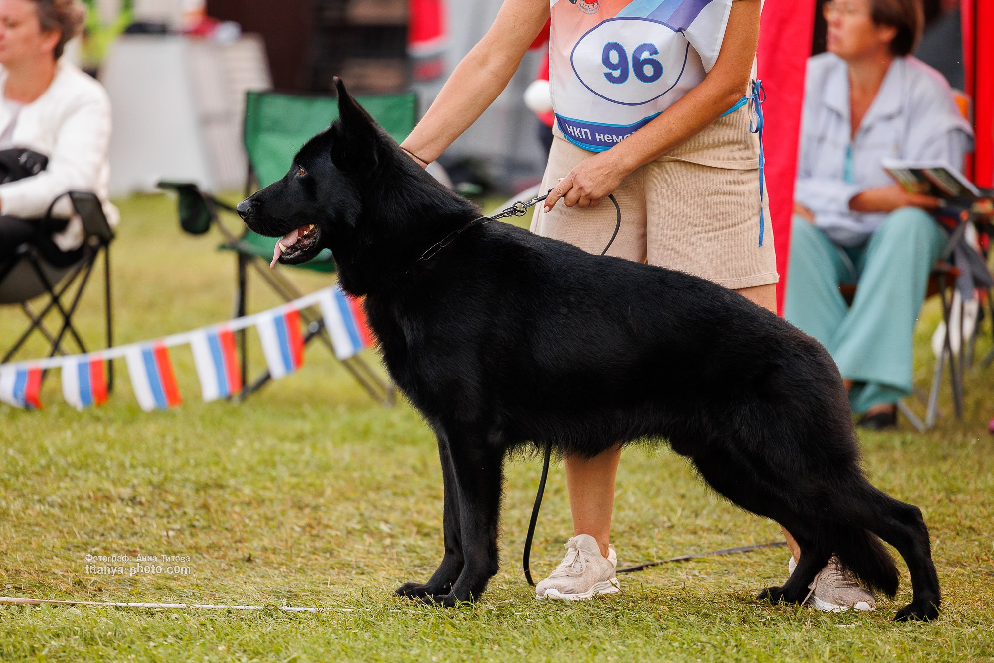 Немецкие овчарки: фото из рингов и вне ринга, мутпроба (фотографии с выставок). Фотограф собак, фотограф-анималист Аня Титова (Titanya). Москва