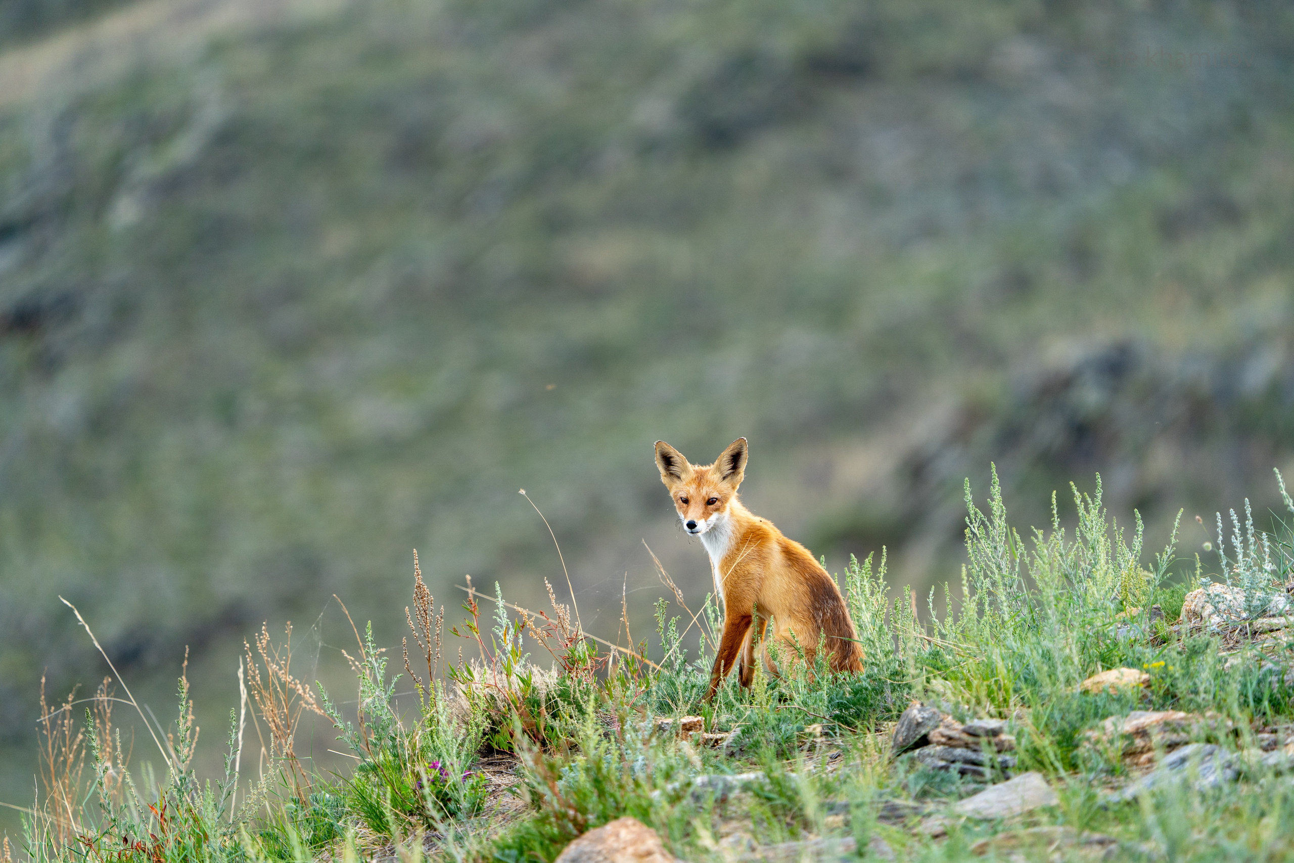 Olkhon Wild. Фотограф-любитель с Ольхона