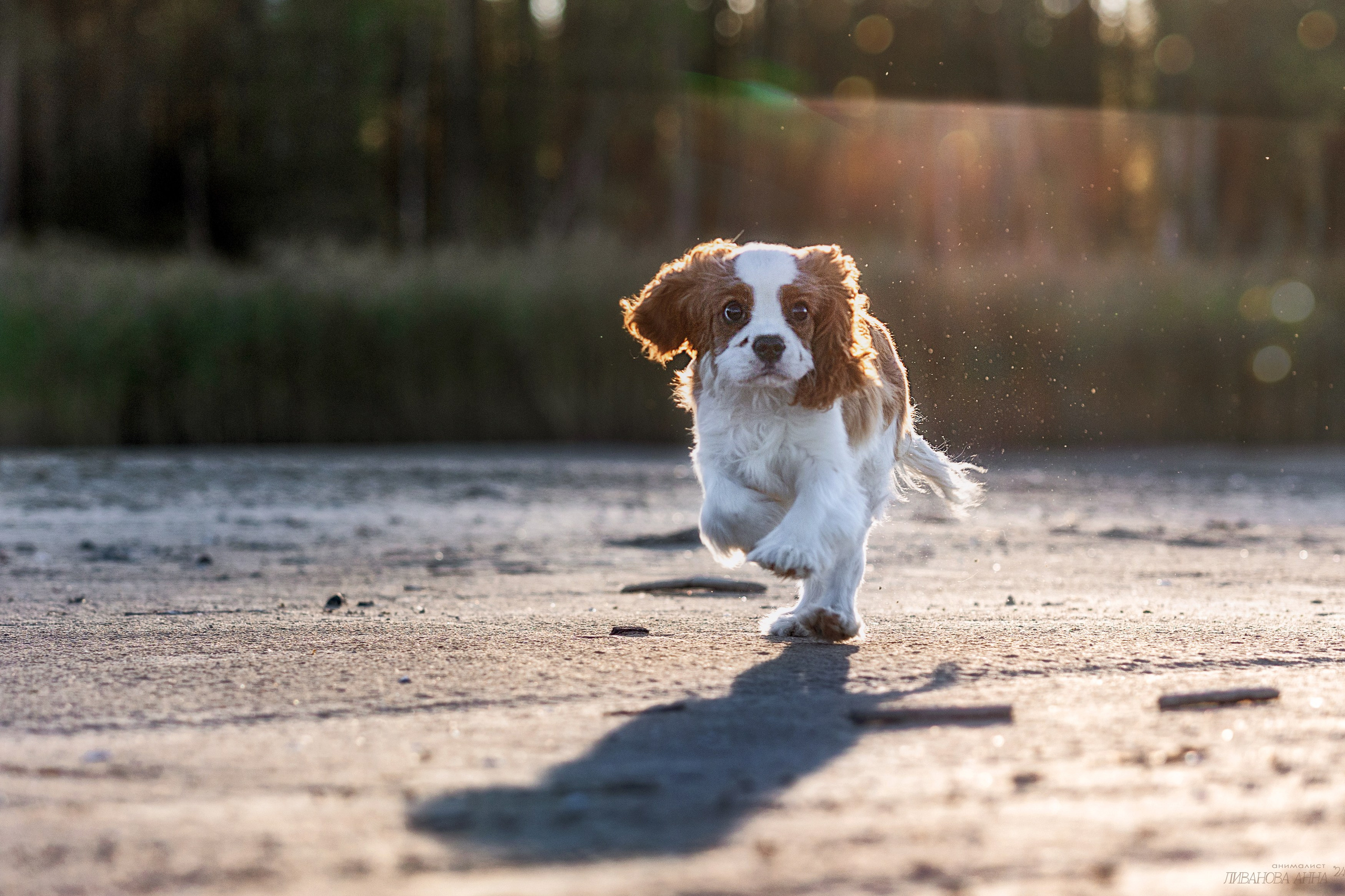 Татка. Фотограф анималист Аня Ливанова | Рыбинск