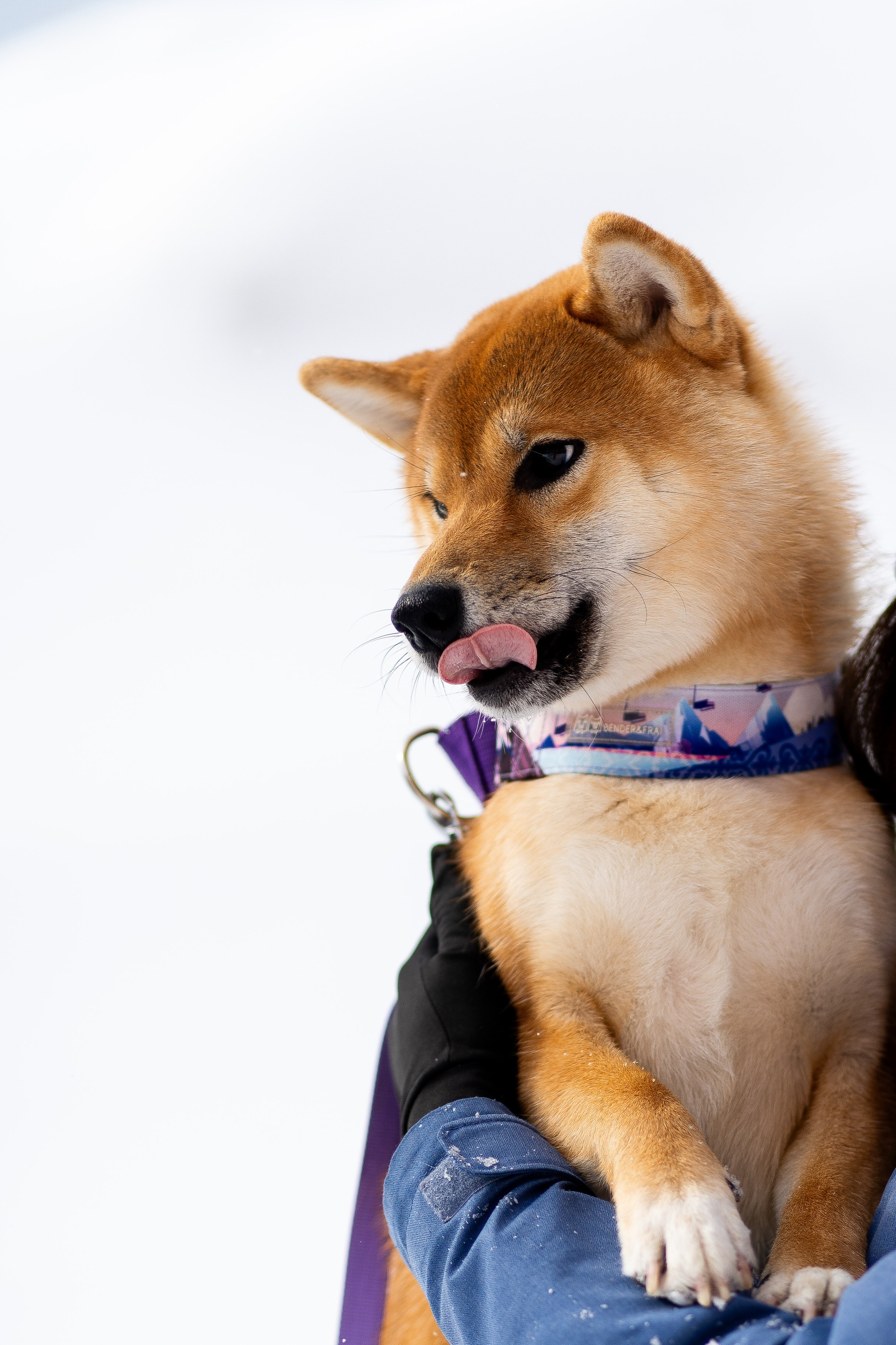 Соня&Лёня. Анастасия Паршукова — фотограф Шерегеш Новосибирск