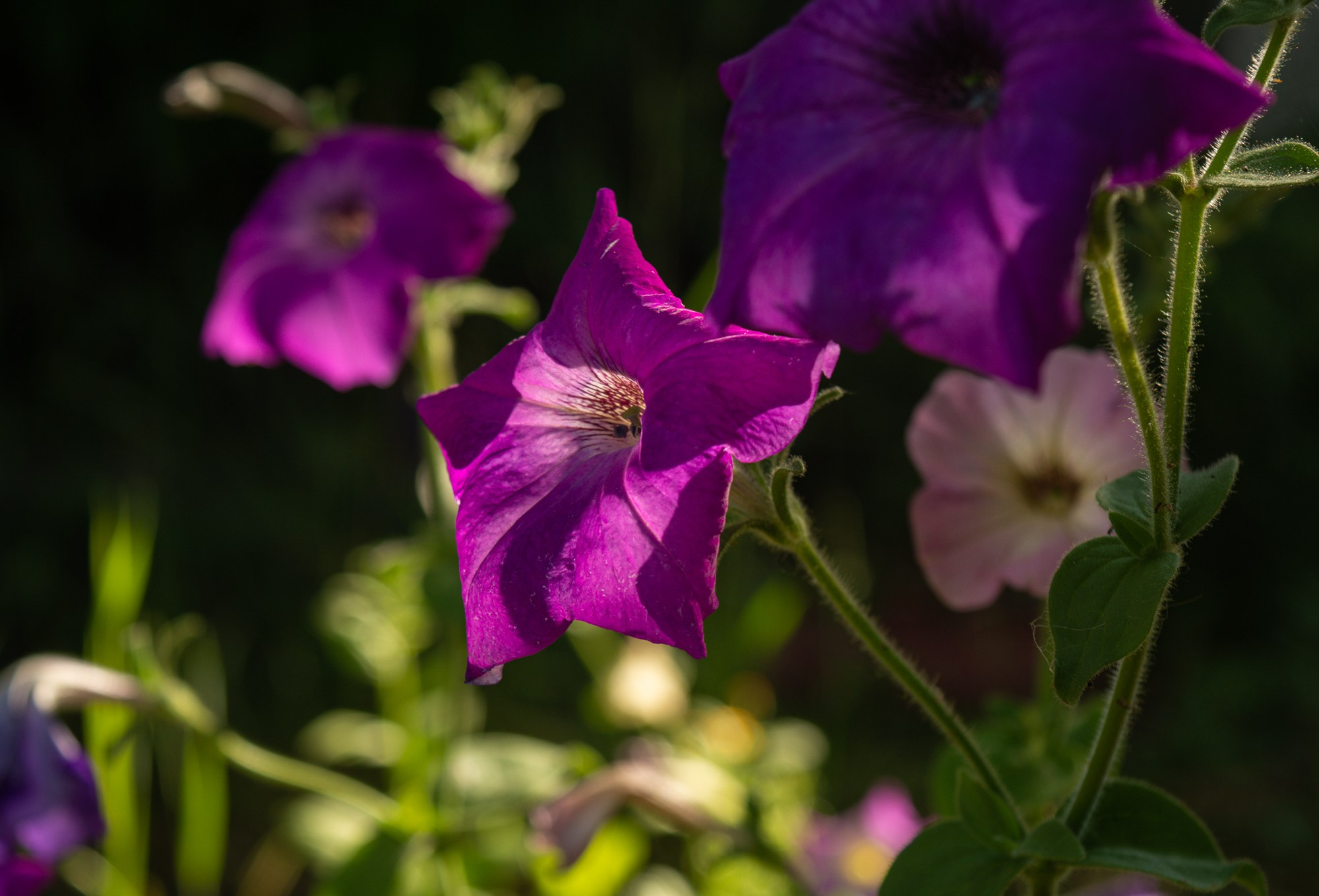 Разное. Репортажный фотограф г. Чита
