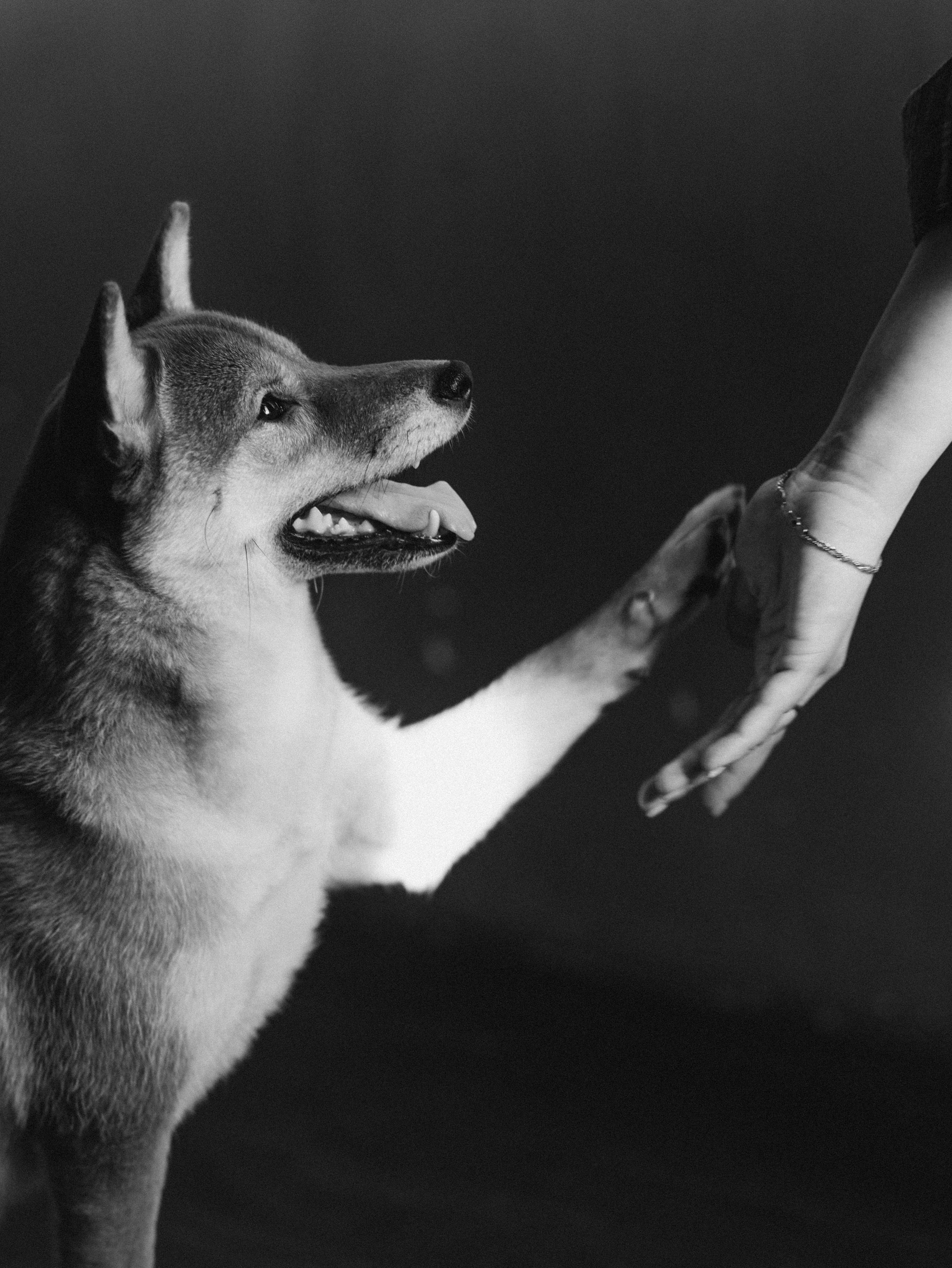 Мика и Настя. Фотограф-анималист в Москве Кириллова Татьяна