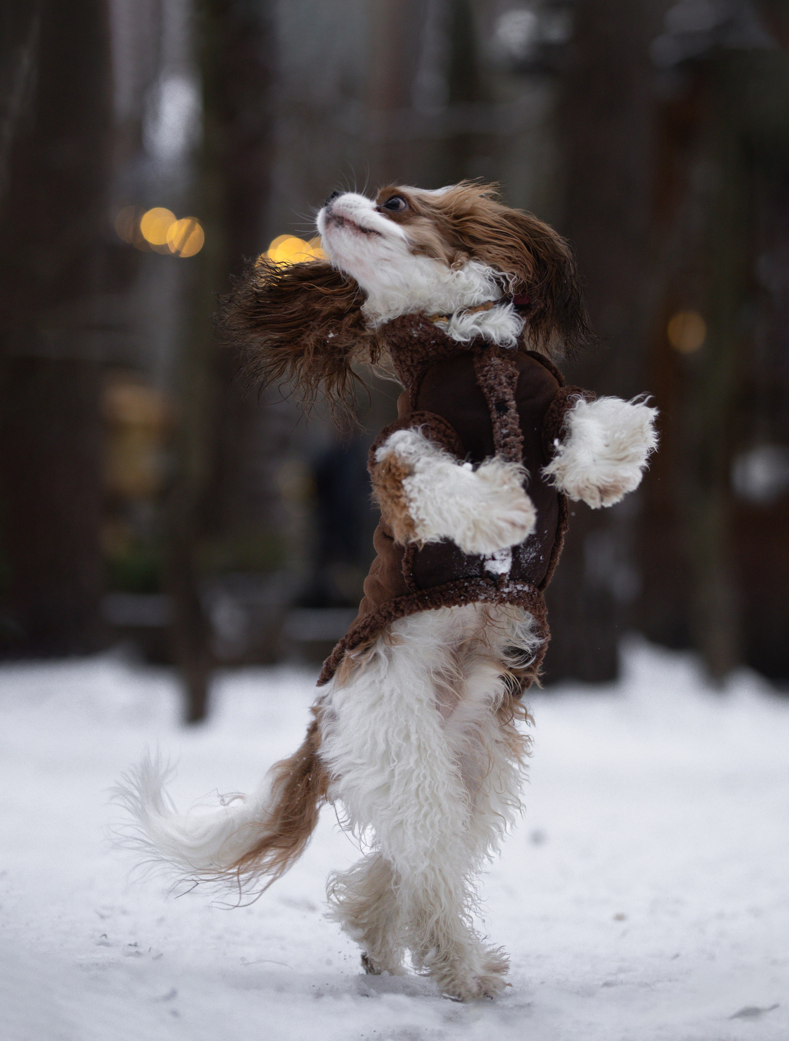 Дарси и Маша. Фотограф-анималист в Москве Кириллова Татьяна