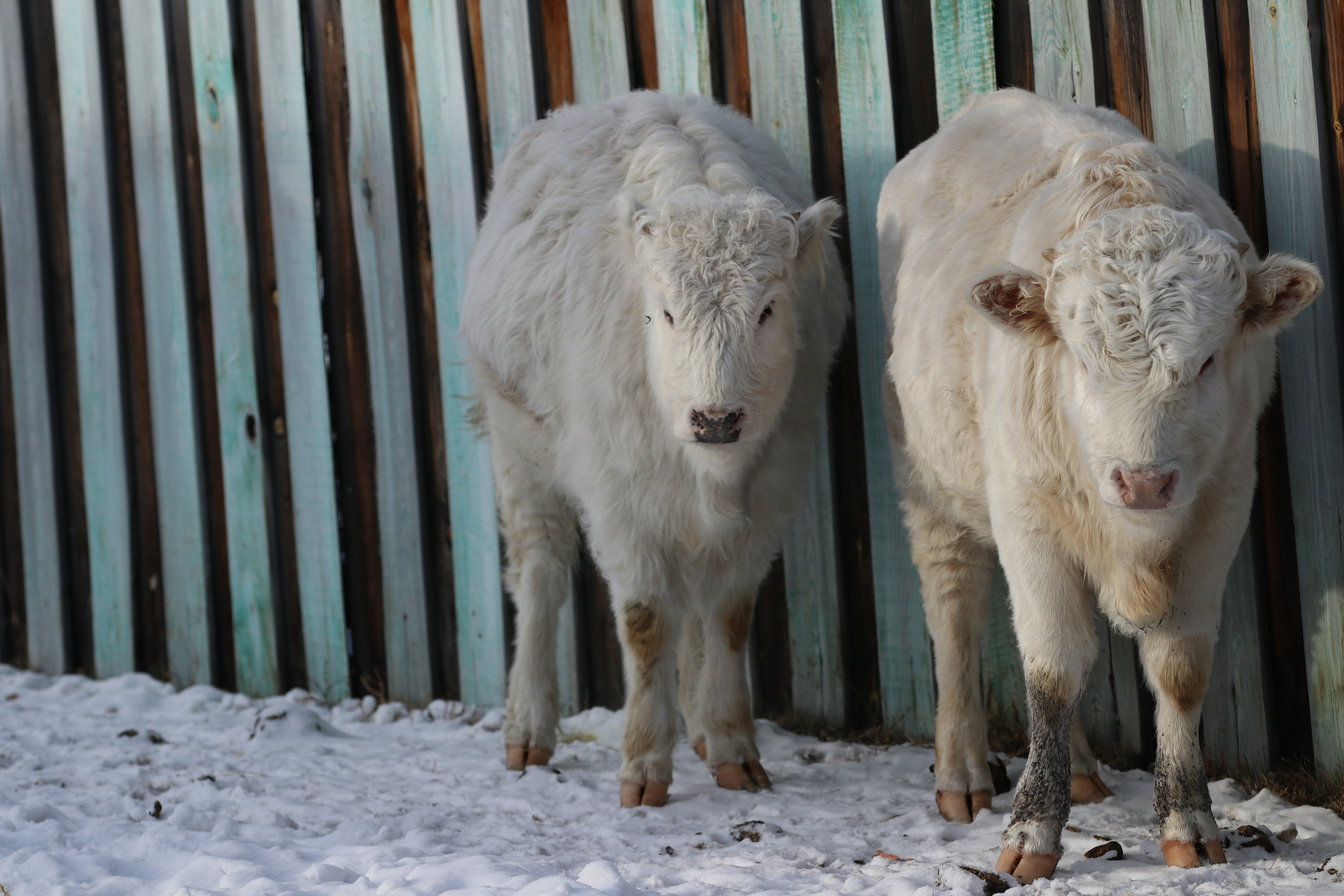 Аршан. Январь 2024. Путешественник-фотограф из Санкт-Петербурга Татьяна Свистулина