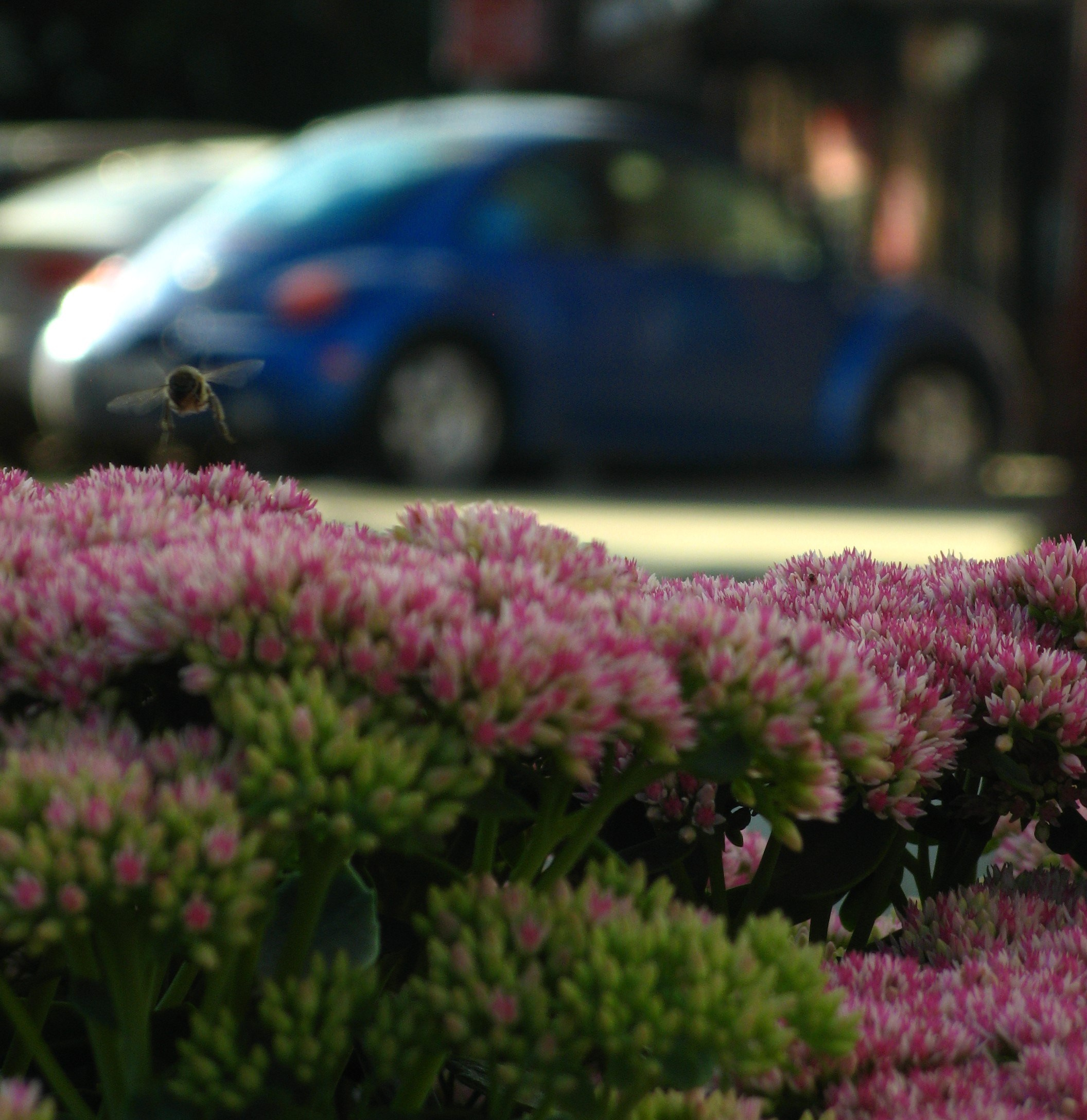 Август 2025. Den Mirov — Фотограф, Музыкант