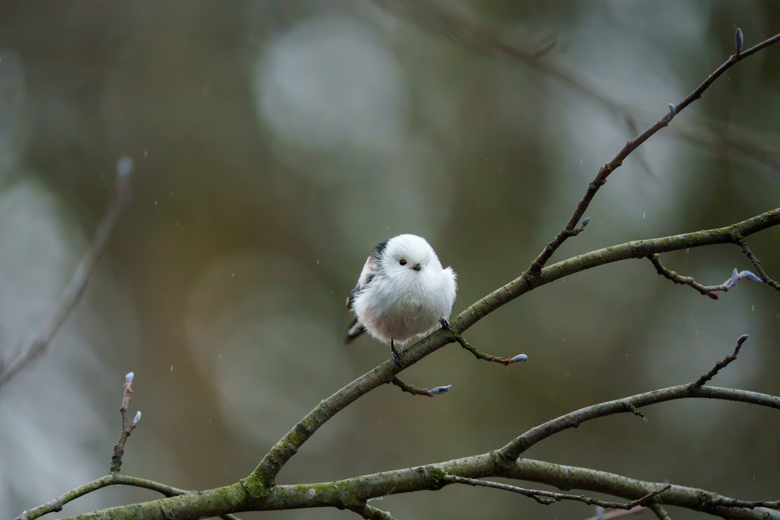 Удивительные мир птиц. Вокруг нас столько прекрасного — присмотритесь!. Ваш личный фотограф Марина Волкова