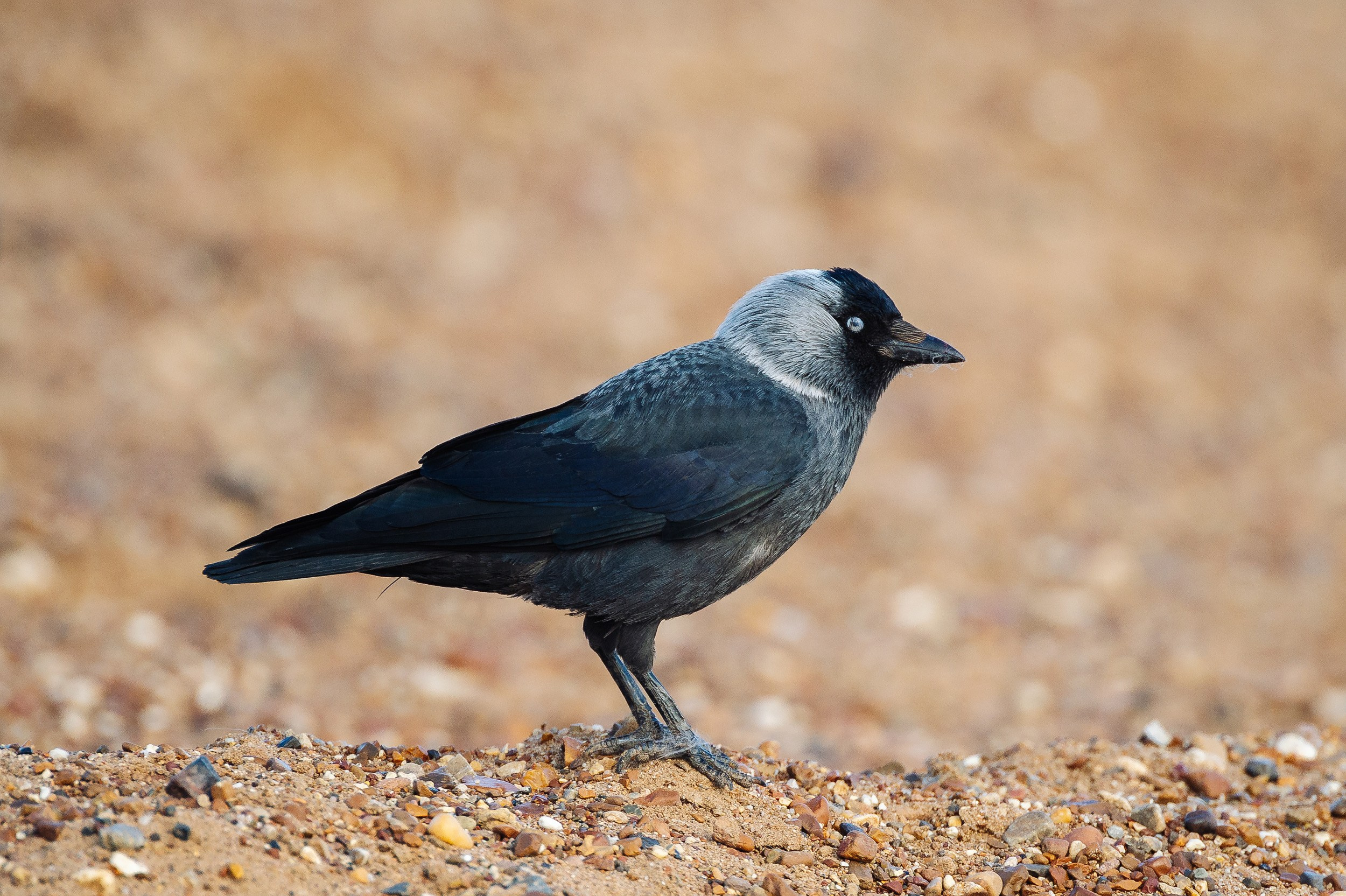 Птицы. Спортивный фотограф в Уфе Евгений Буров
