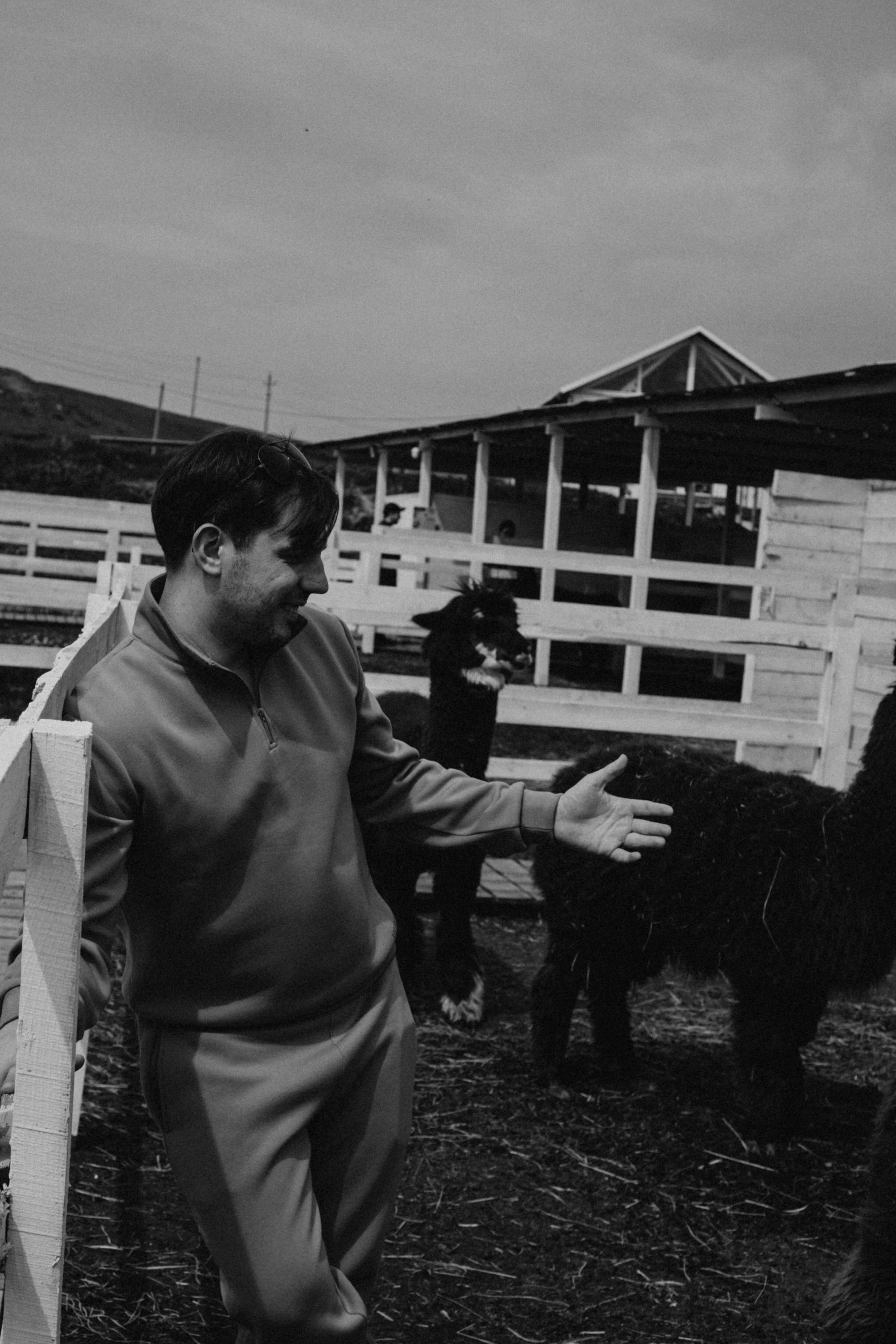 Ферма Альпак. Профессиональный фотограф, Санкт-Петербург — Виктория Богомолова