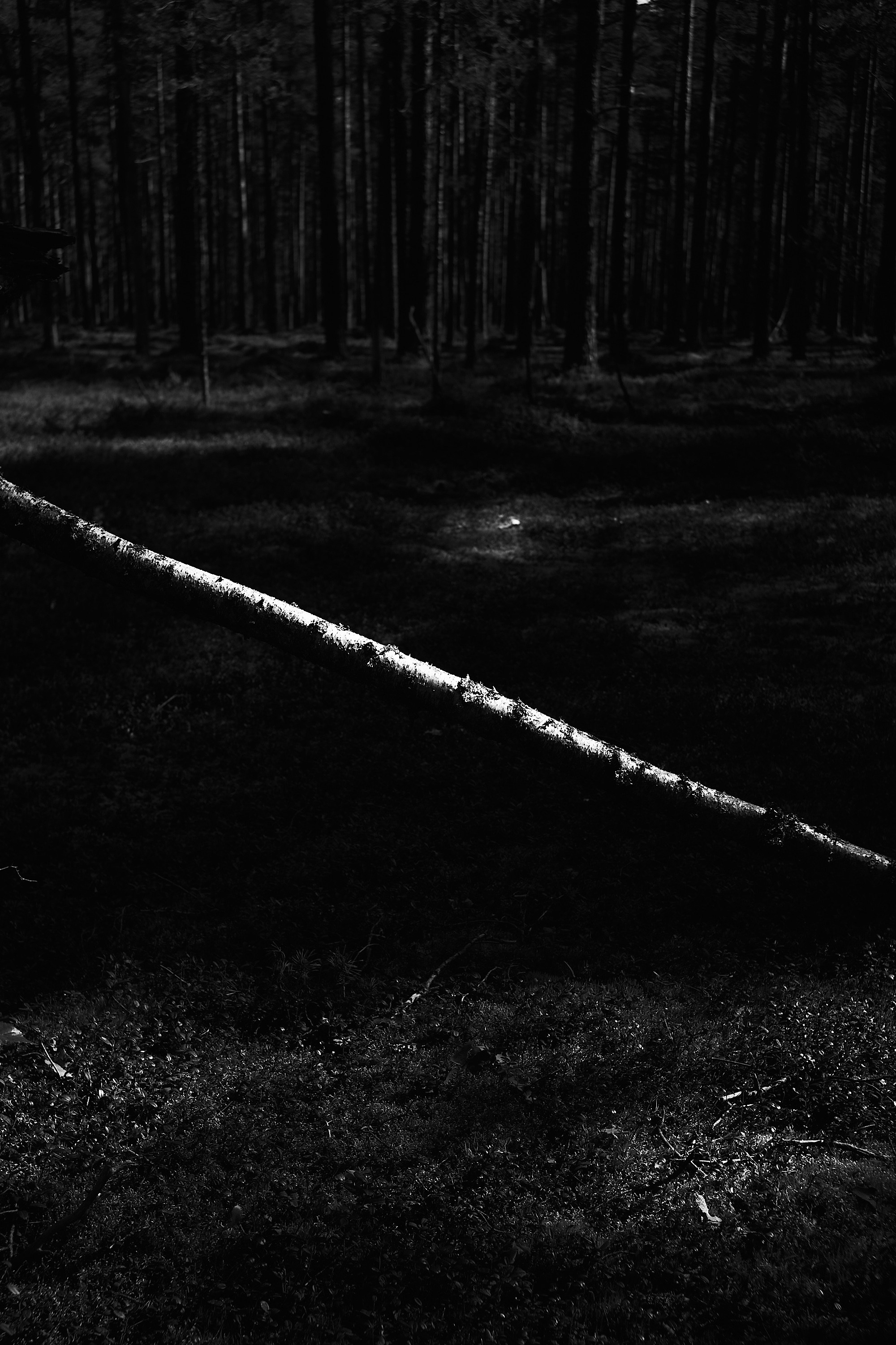 Формы Дерева 22г -…. Фотограф и оператор мероприятий, концертов и портретов в городе Москва