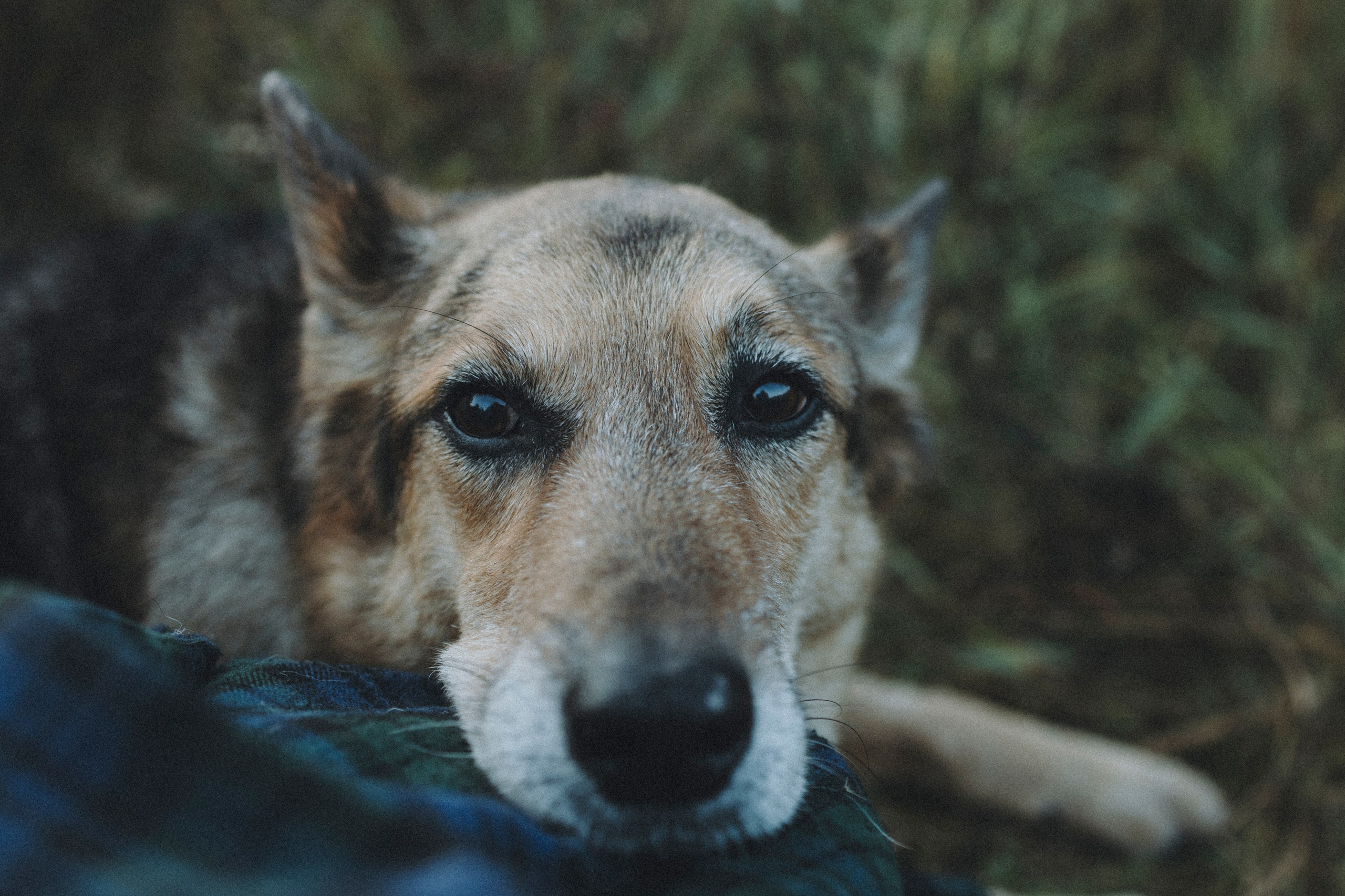 Света и Ричик. Фотограф-анималист Анна Маринич