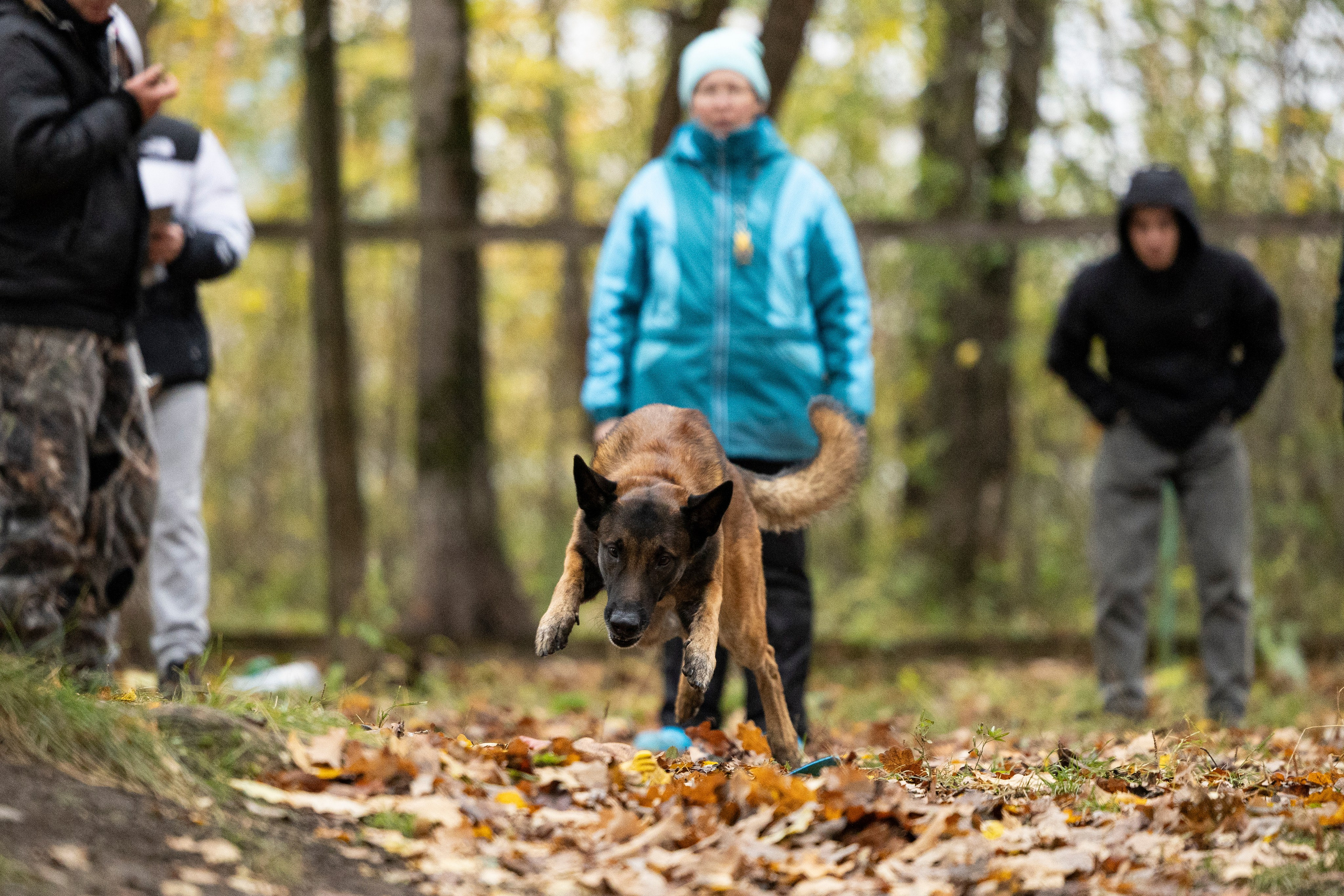 Соревнования по Мондьорингу г. Вологда. Фотограф-анималист Анна Маринич