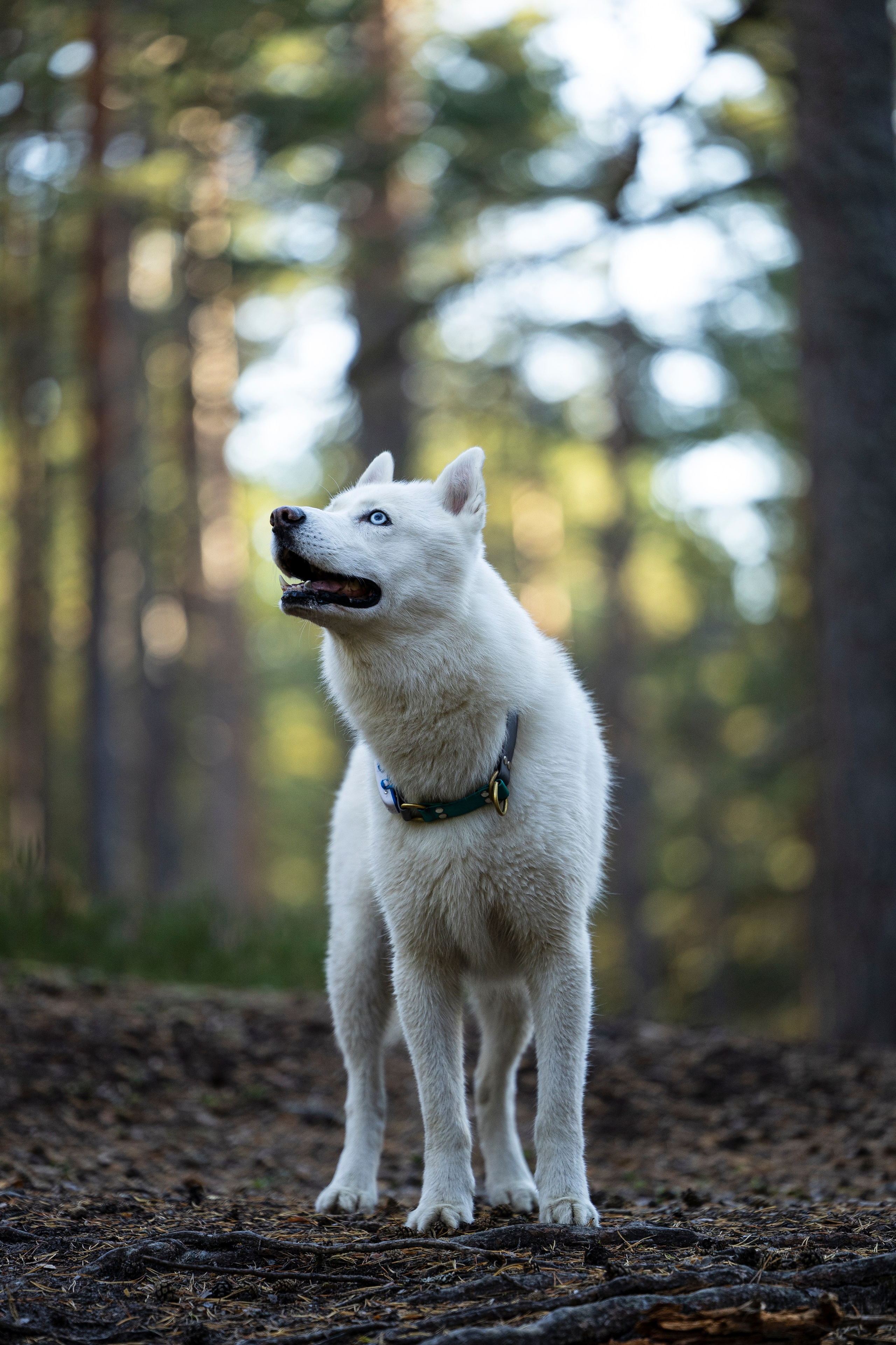 Гаруда и Рейн. Фотограф-анималист Анна Маринич