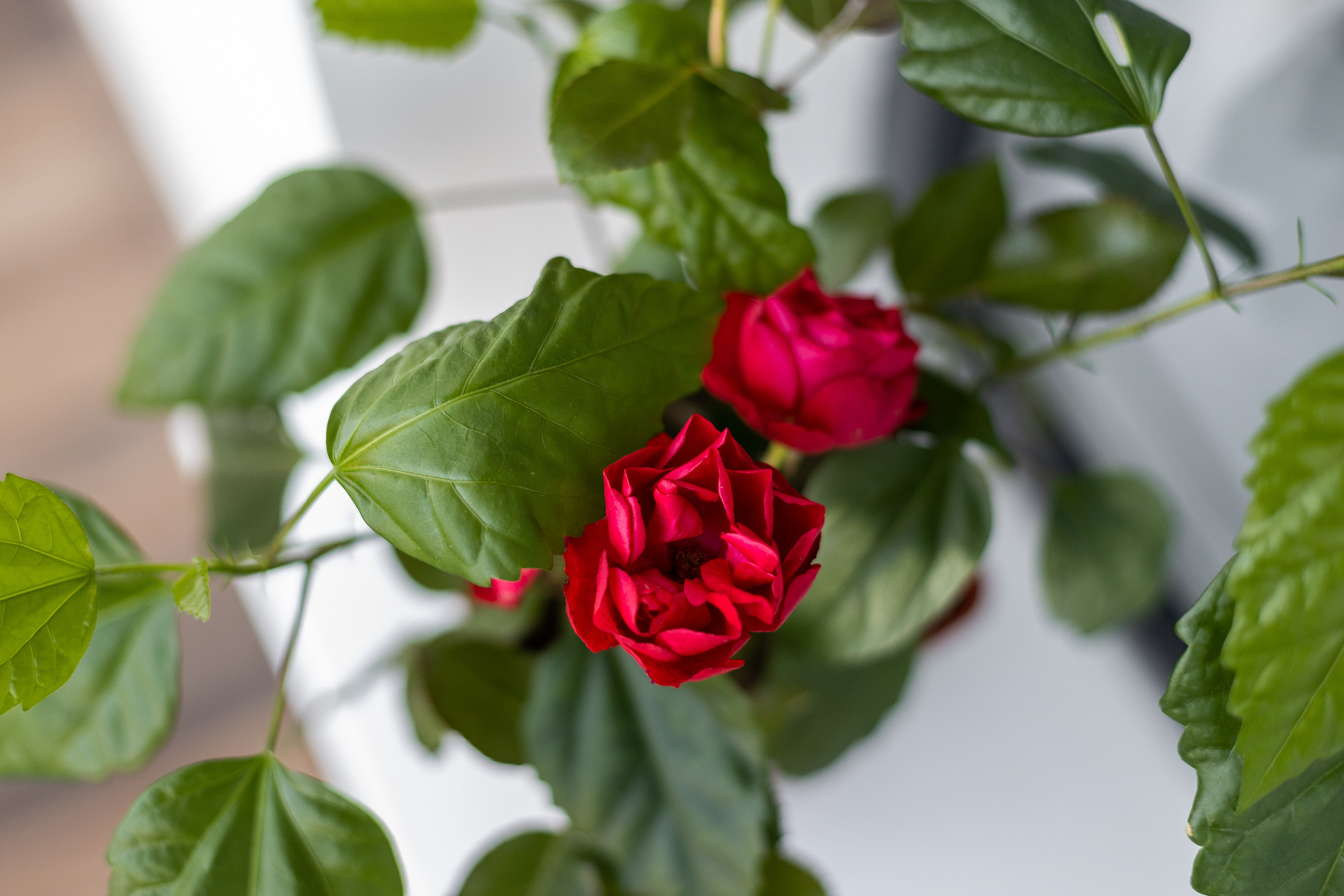 Фотосъемка интерьера квартиры. Интерьерный фотограф в Москве Роман Потапов