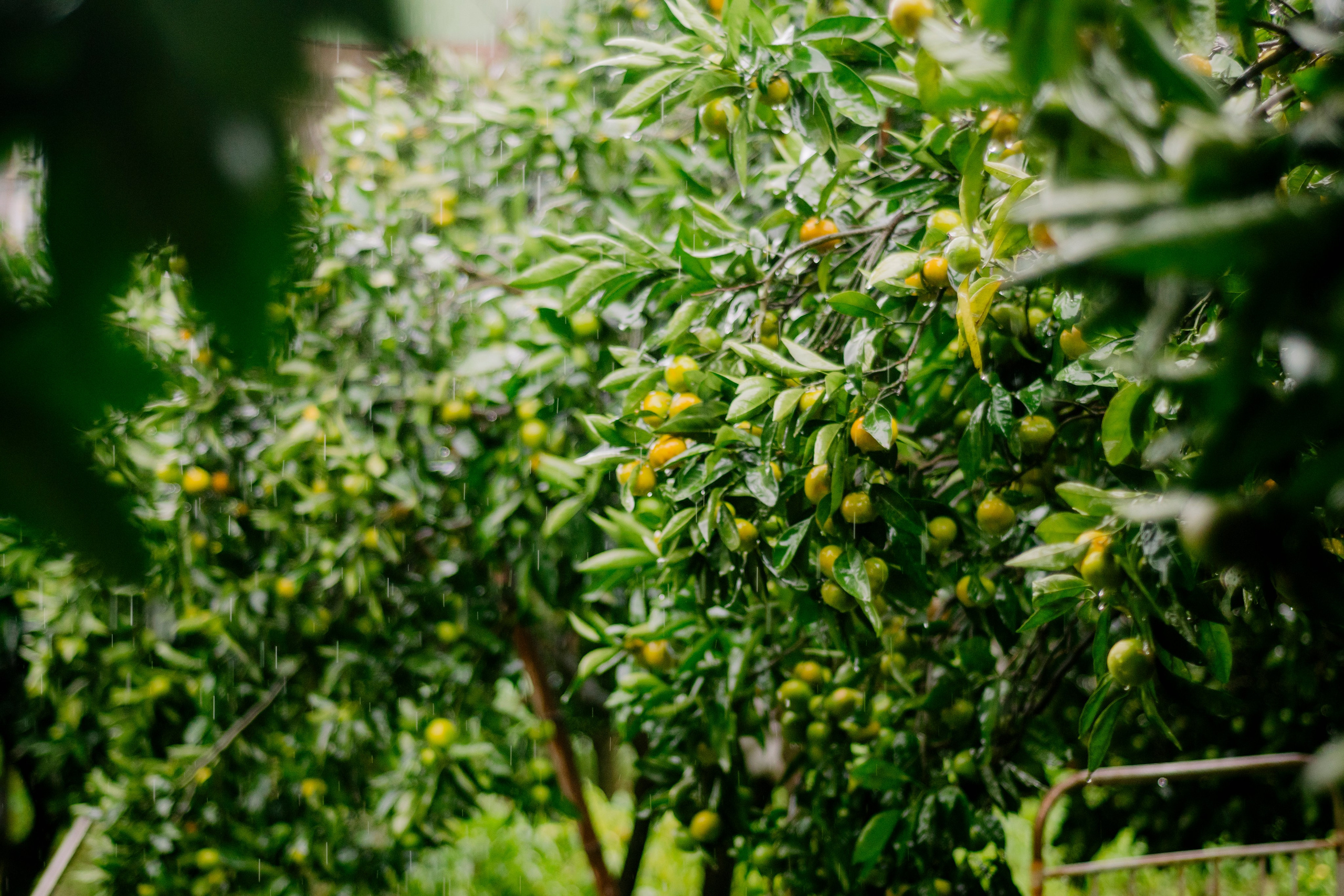 Абхазия. Iraogo