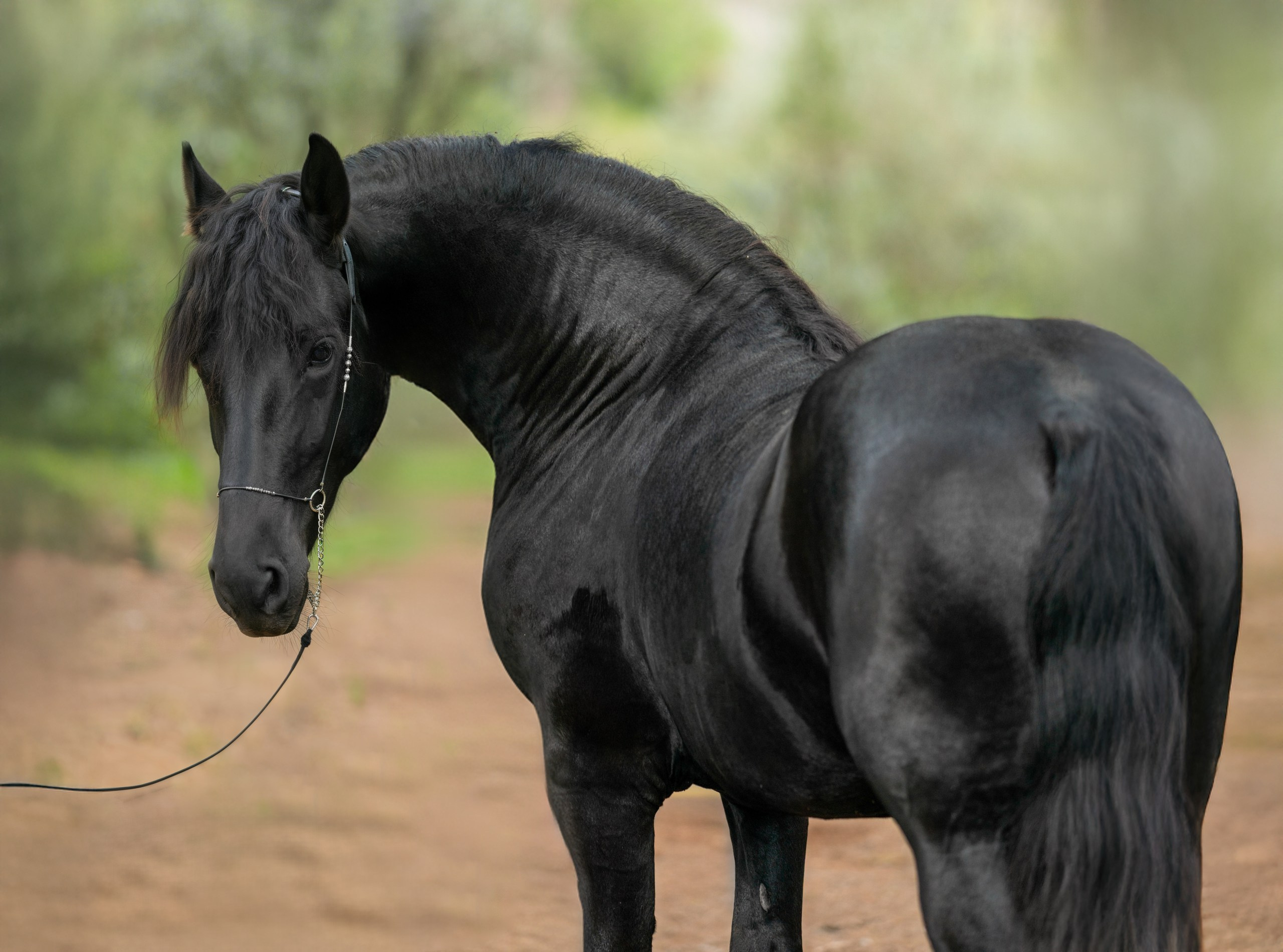 Фризский жеребец Rayven. 2 года. Продаётся. Friesian Alliance. Фризы Росиии