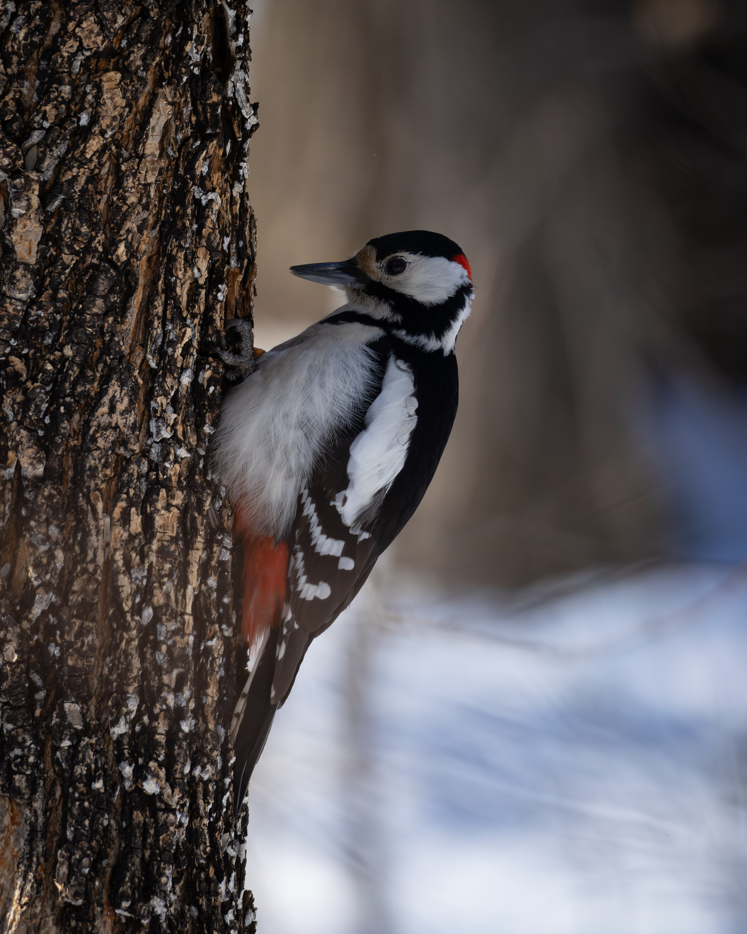 Voronezh 2025. Anton Chernov | Wildlife photographer