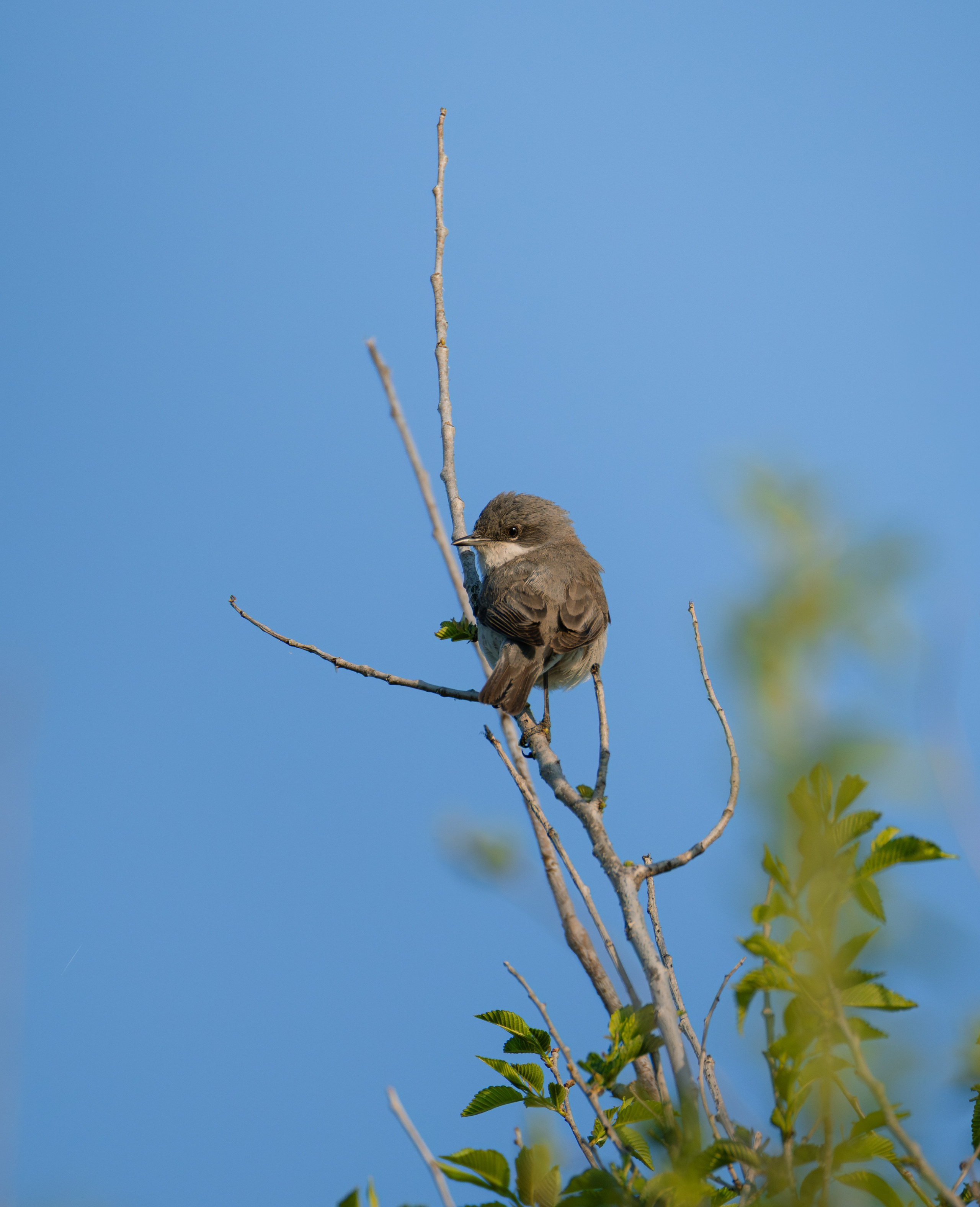 Voronezh 2026. Anton Chernov | Wildlife photographer