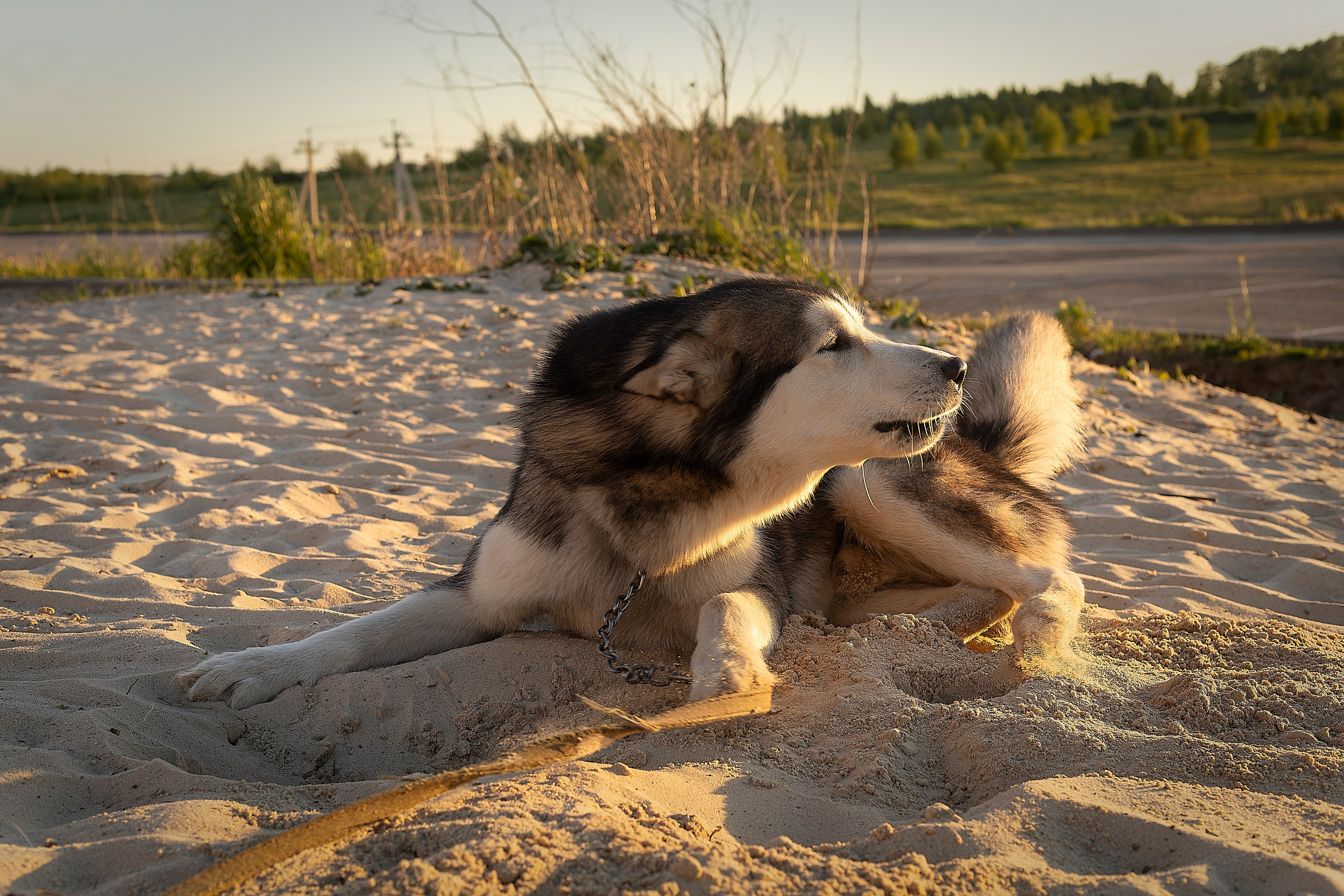 Мои маламуты.Ярик. Лев Постнов.Фотограф. Нижний Новгород