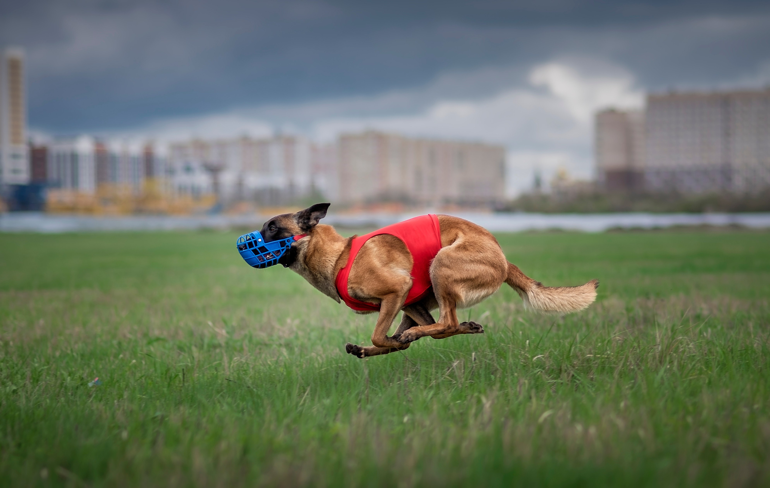 Курсинг. Фотограф анималист Ставрополь Яна Кудлай