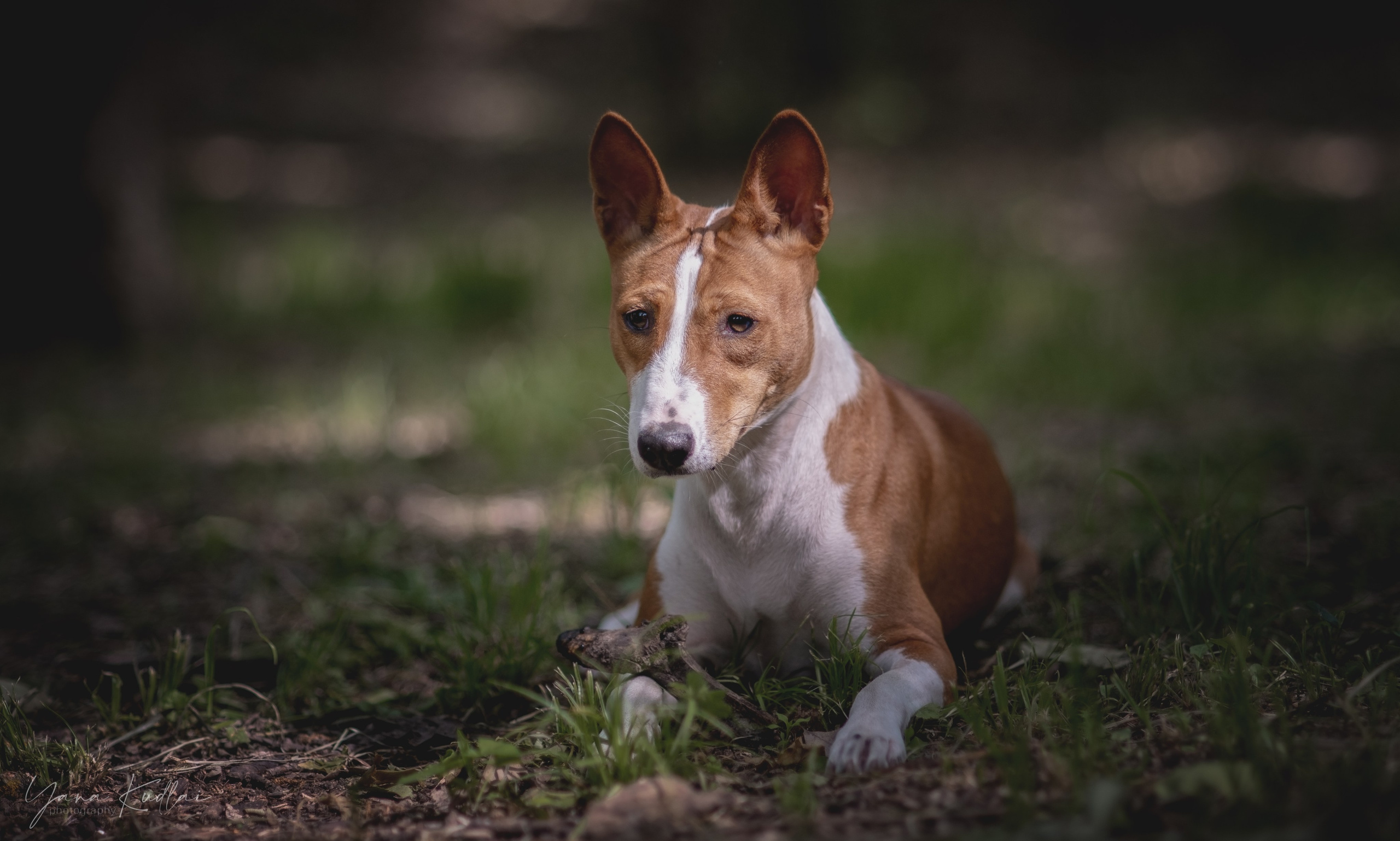 Два неугомонных бассенджи — Ива и Икс. Фотограф анималист Ставрополь Яна Кудлай