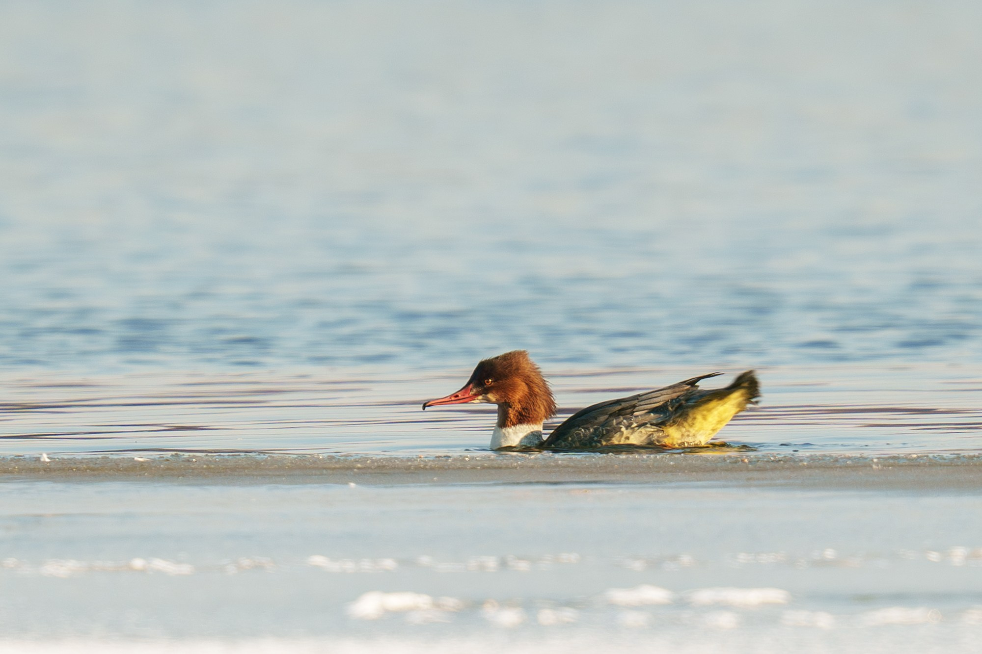 Удивительные мир птиц. Вокруг нас столько прекрасного — присмотритесь!. Ваш личный фотограф Марина Волкова