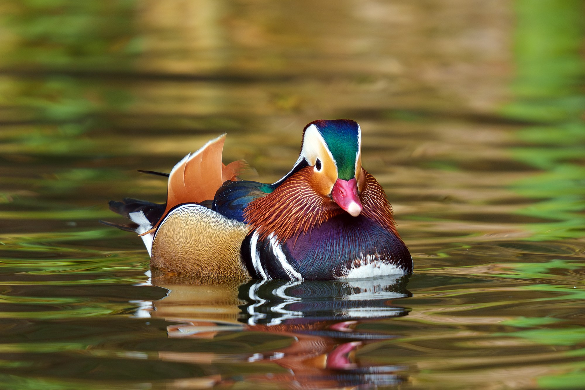 Удивительные мир птиц. Вокруг нас столько прекрасного — присмотритесь!. Ваш личный фотограф Марина Волкова
