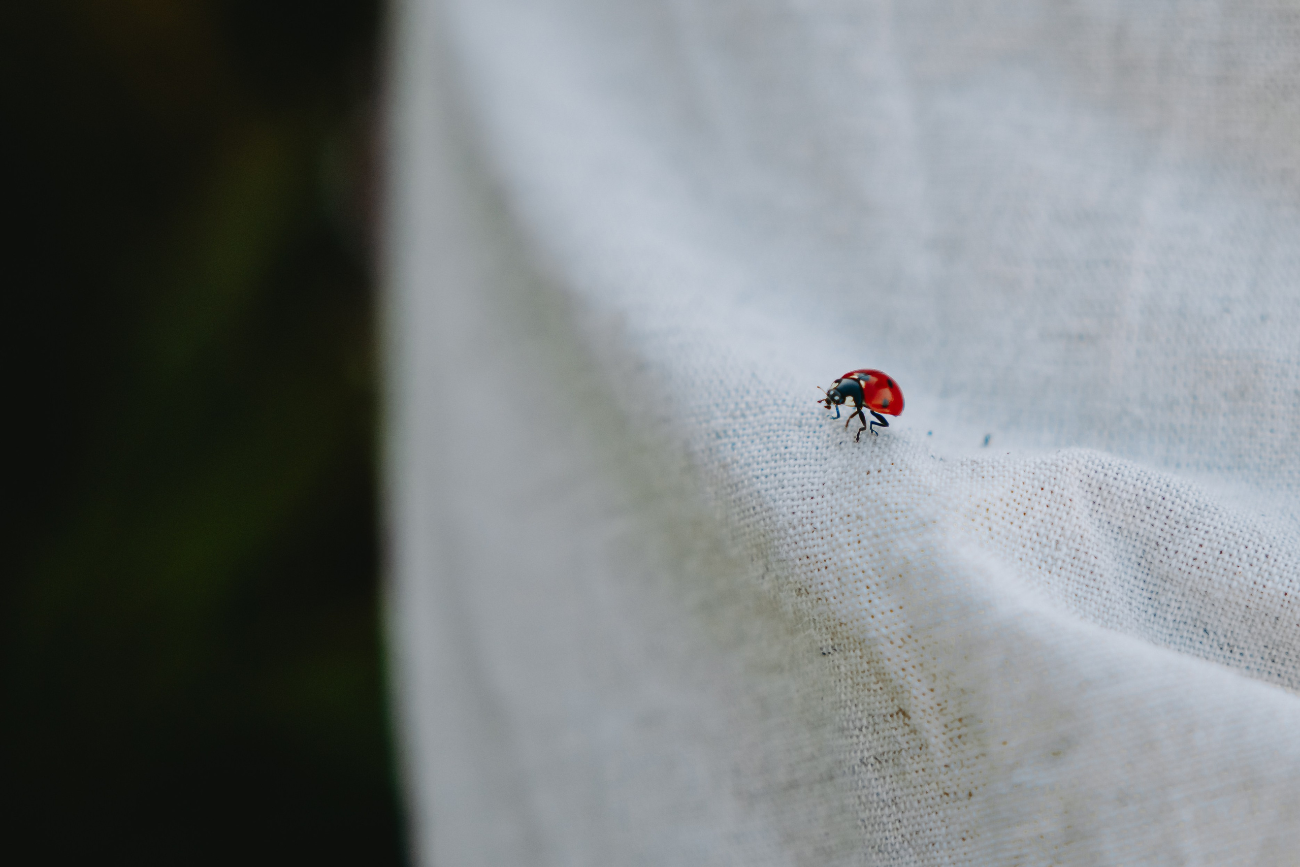 Глеб и Нильс. Фотограф в Саратове Александр Кухаренко. И не только в Саратове :)