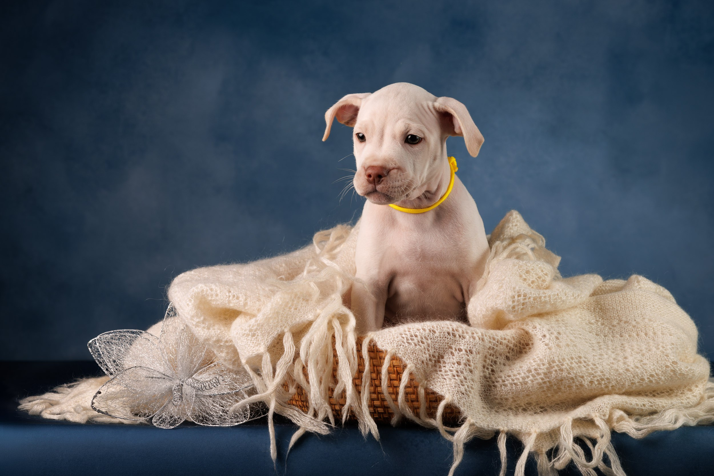 Съемка щенков АПБТ. Фотограф-анималист в Москве и Московской области Татьяна Фролова