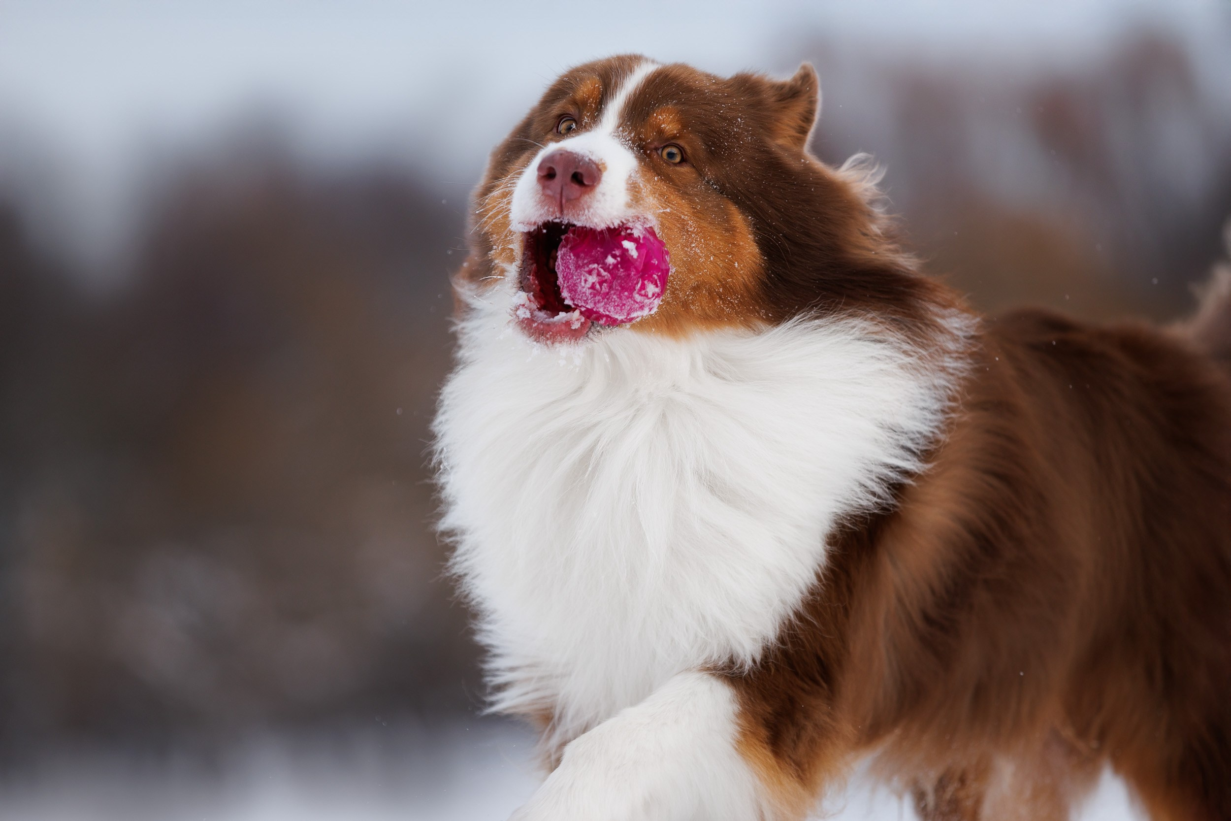 Марик и Дэн. Фотограф-анималист в Москве и Московской области Татьяна Фролова