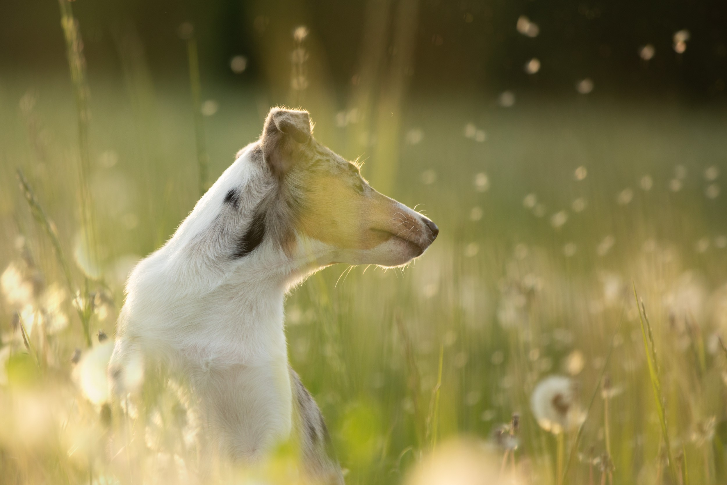 Щенок короткошерстной колли в 3 месяца на прогулке в поле. Фотограф-анималист в Москве и Московской области Татьяна Фролова