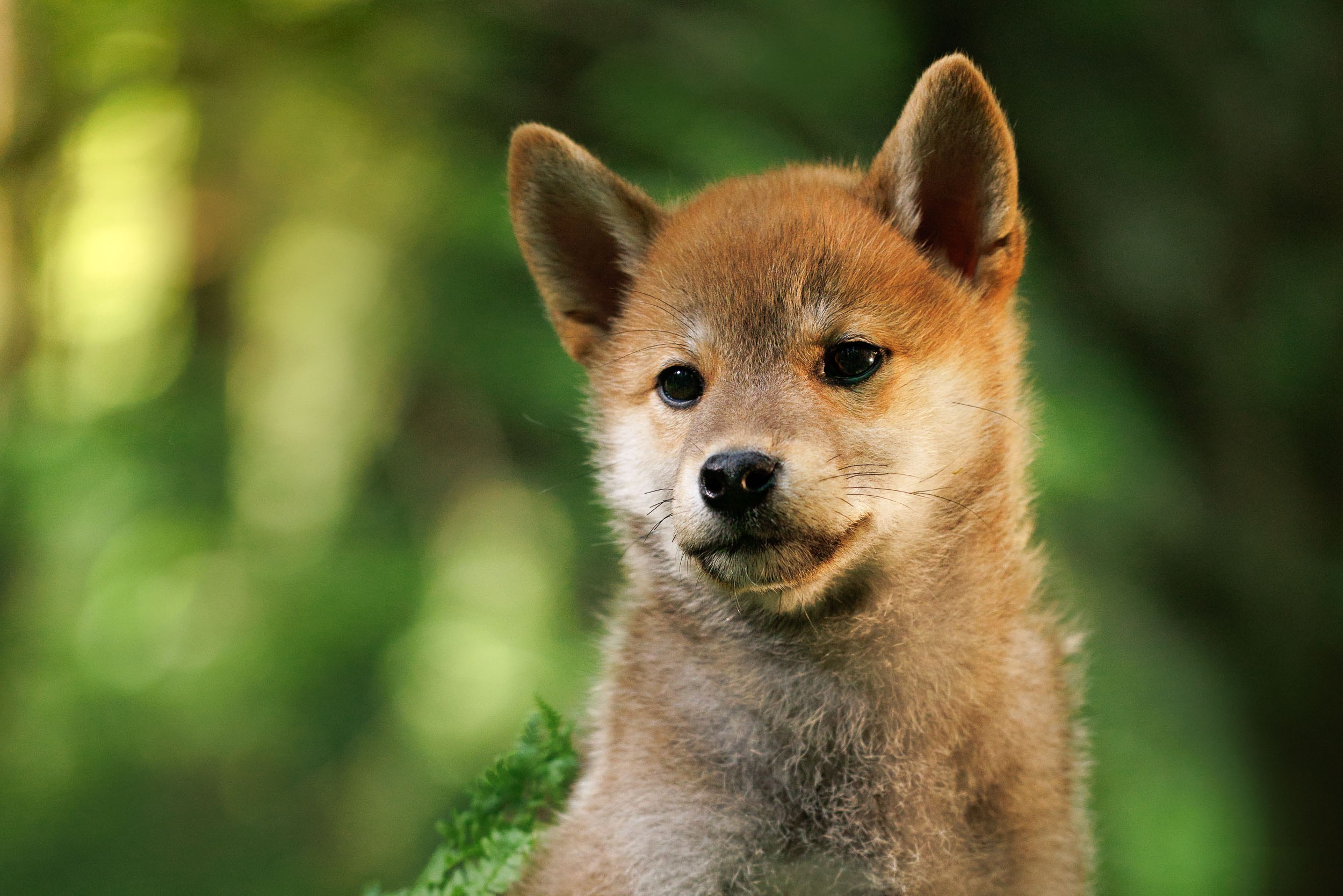 Фото щенков в Москве и Московской области. Фотограф-анималист в Москве и Московской области Татьяна Фролова