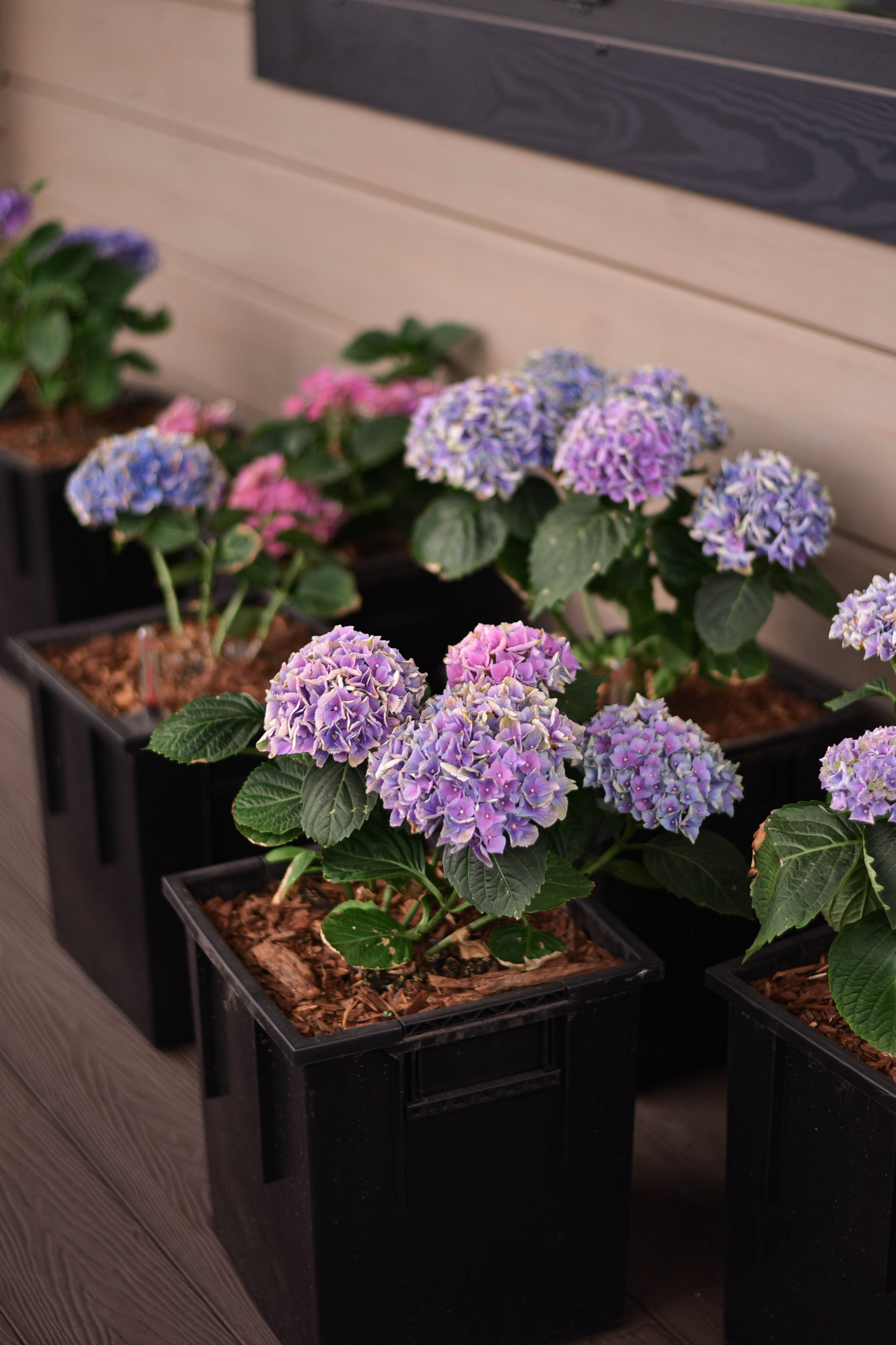 Сад — место, где цивилизация соединилась с природой. Фотограф Юлия Гревцова