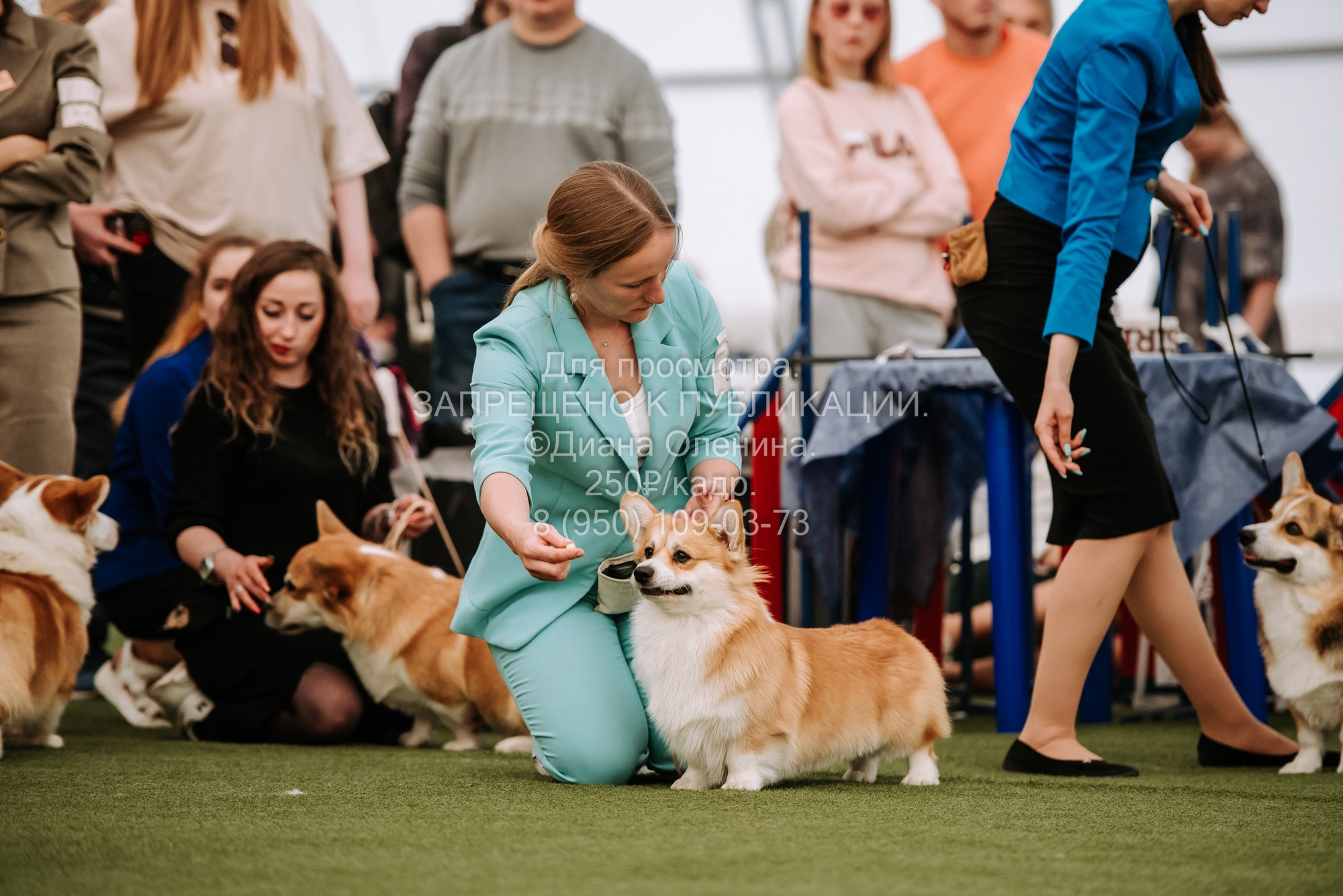 Выставка собак Красноярск 2.06. Фотограф Диана Оленина Красноярск / Братск