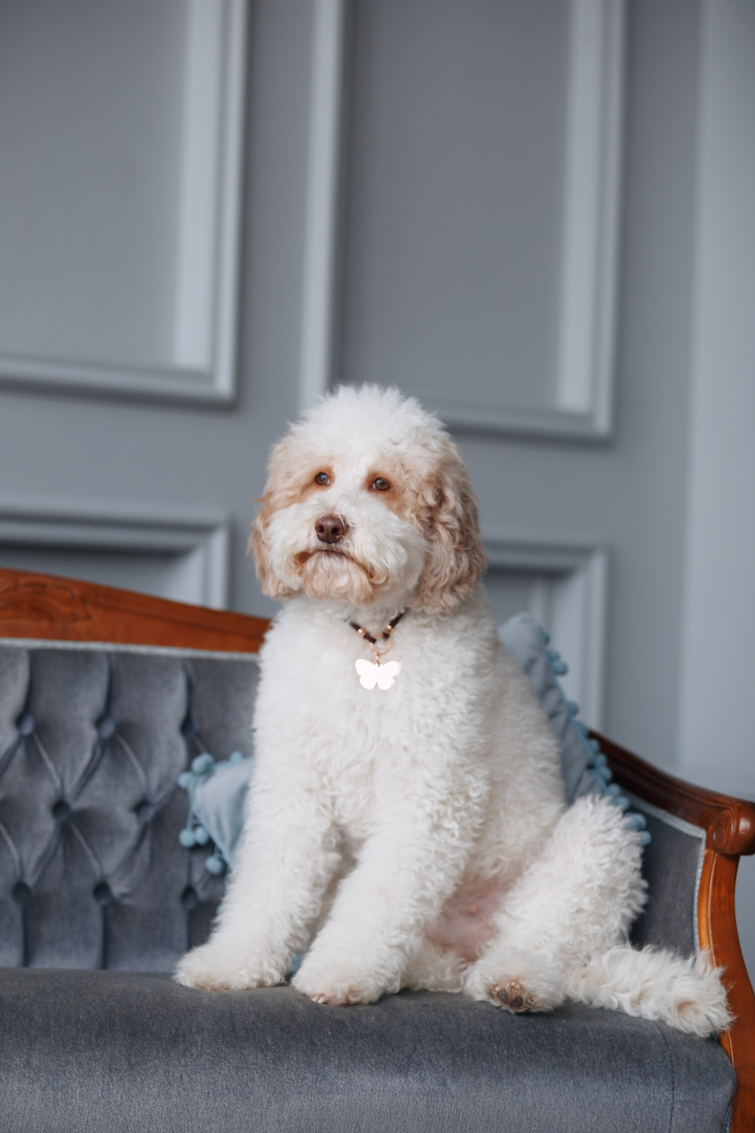 Bmbh лежанки и адресники. Фотограф анималист Кристина Карпова, Москва