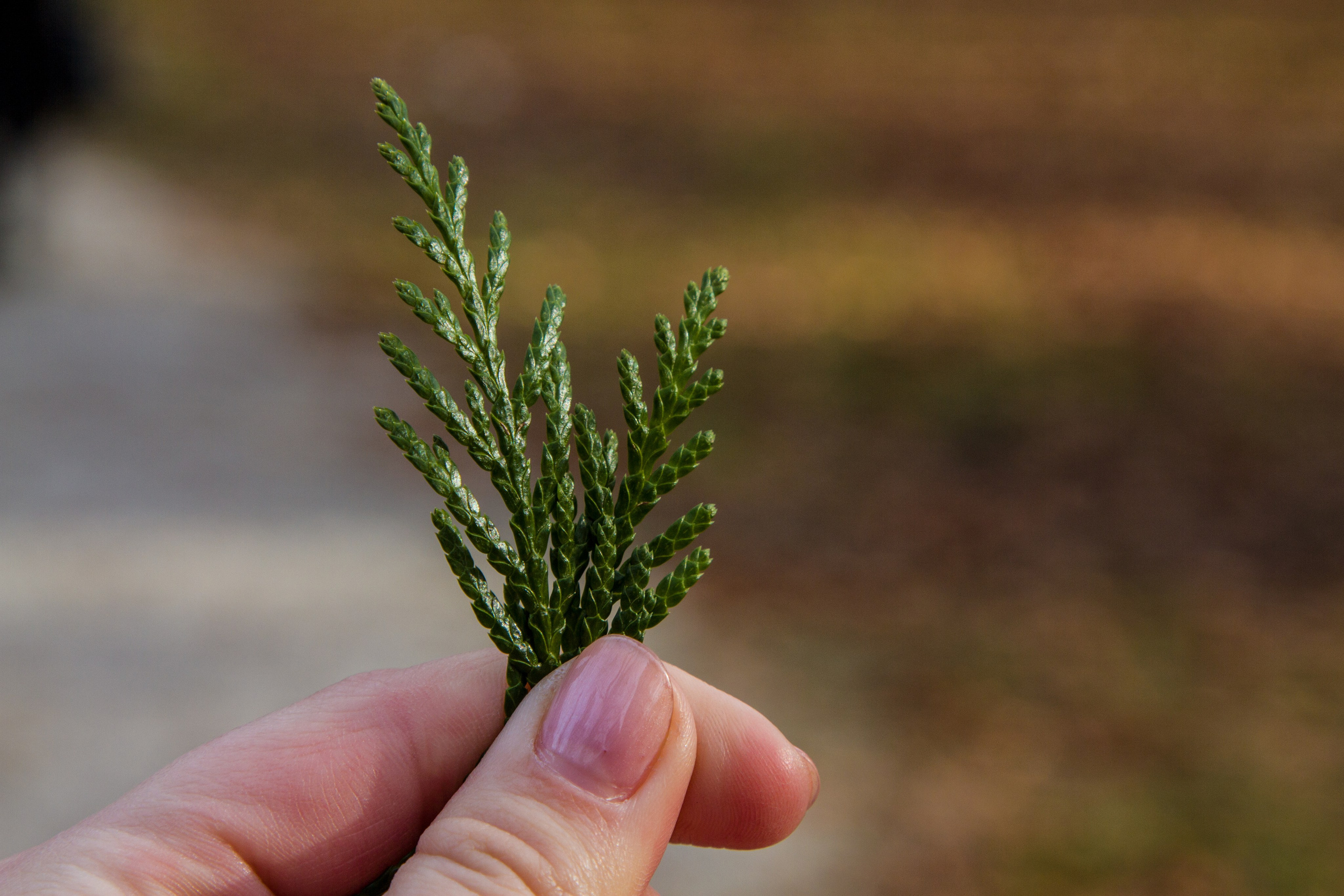 Австрия: Бад-Ишль. Дарья Письменюк / Darya Leitstern — фотограф, музыкант, журналист, путешественник