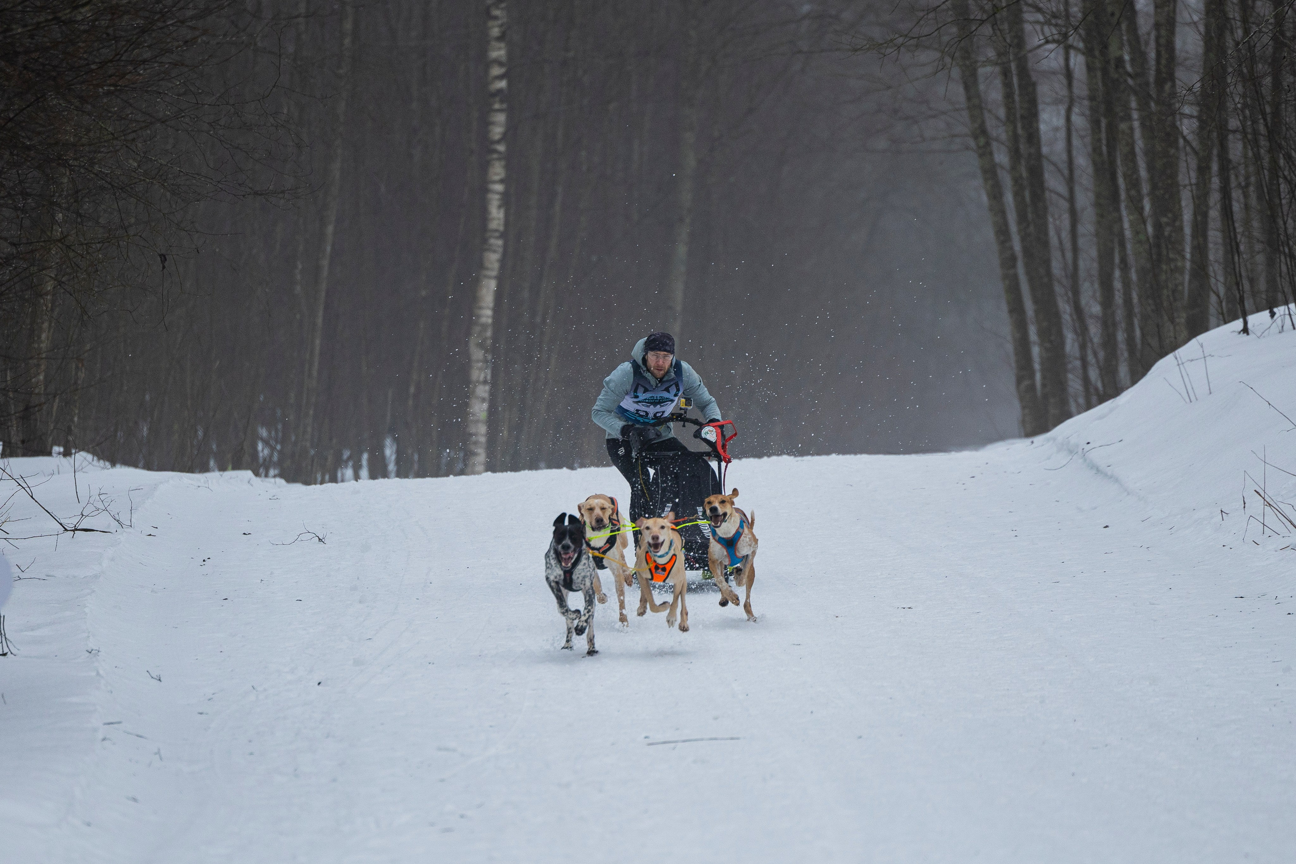 Зимний Чемпионат Санкт-Петербурга по ездовому спорту. Фотограф-анималист Анна Маринич