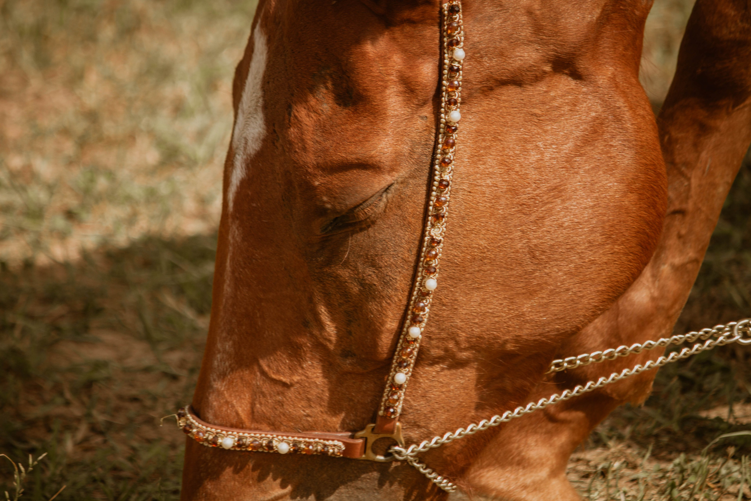 ИППОСФЕРА — Международная конная выставка. Создадим шедевр? Виталина и её фотоискусство