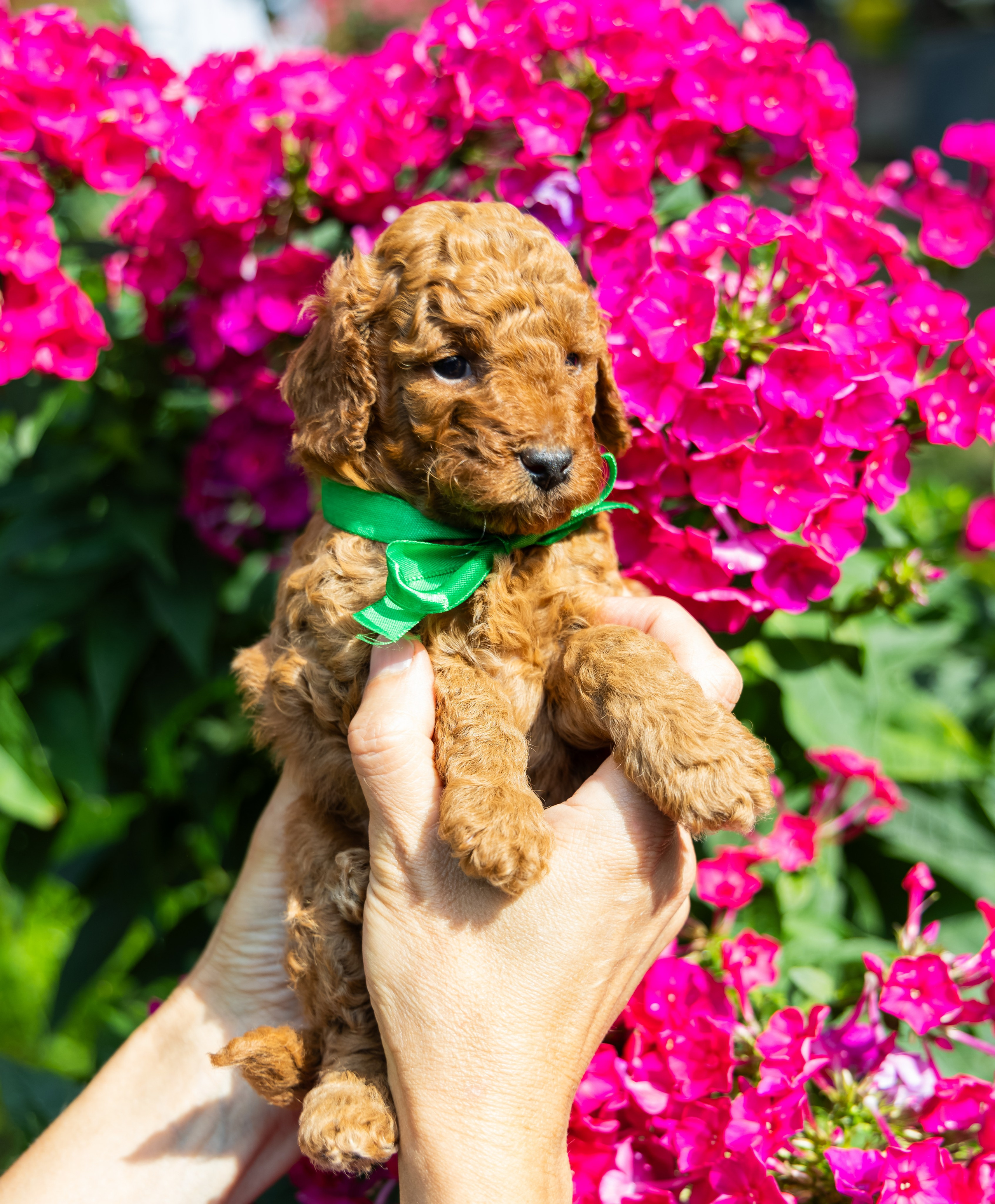 С животными. Фотограф-ретушёр