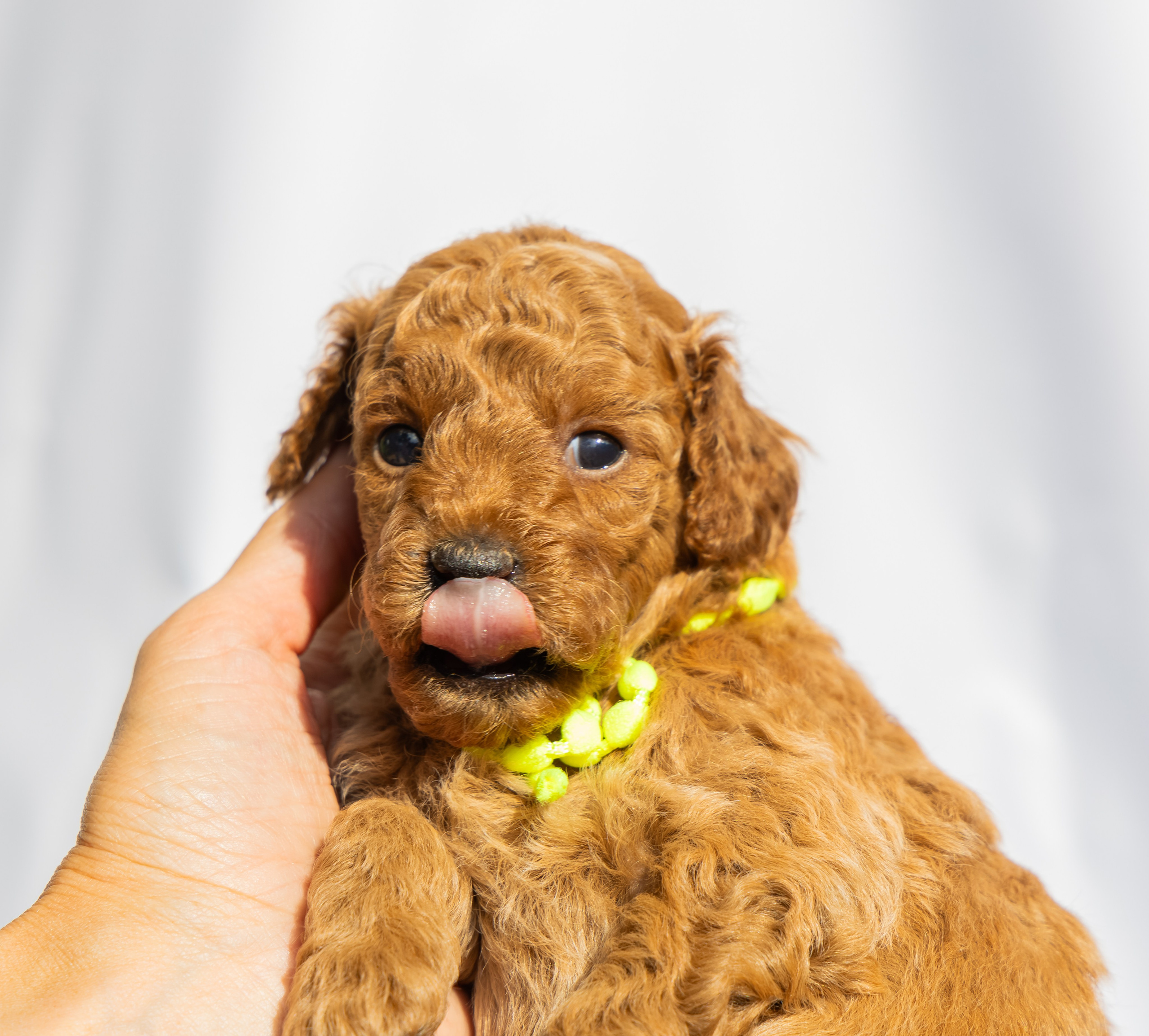 С животными. Фотограф-ретушёр