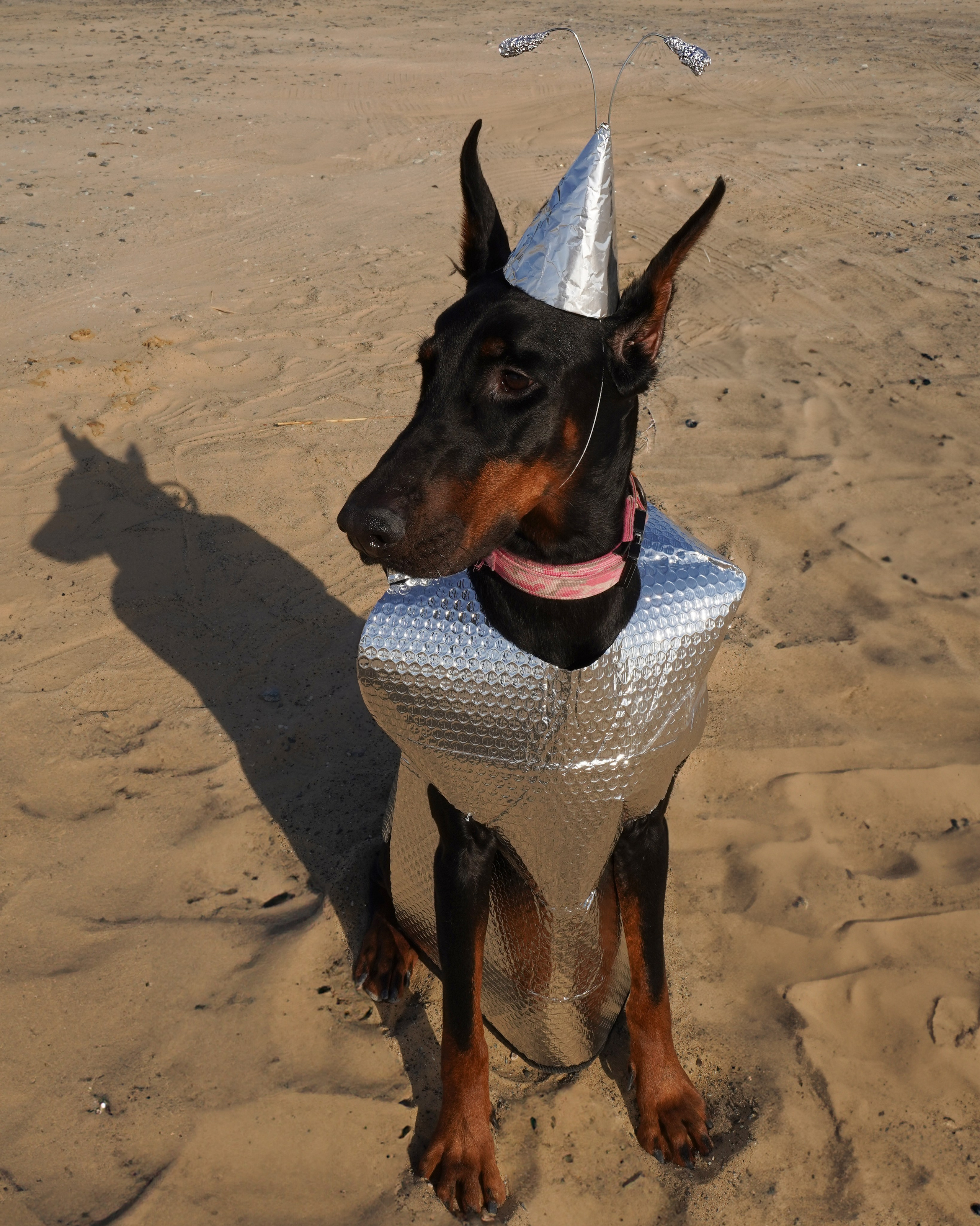 Dogs Christmas trees. Katyavasileva