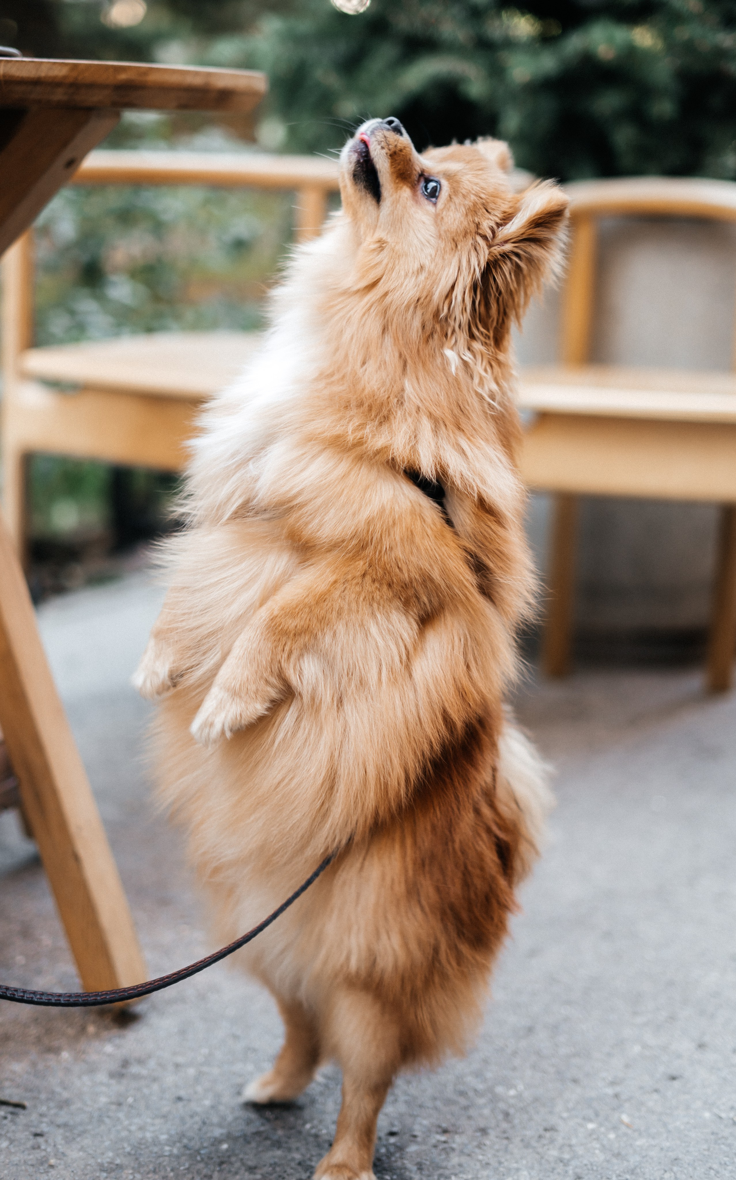 Yana and Percy. Фотограф Волгоград