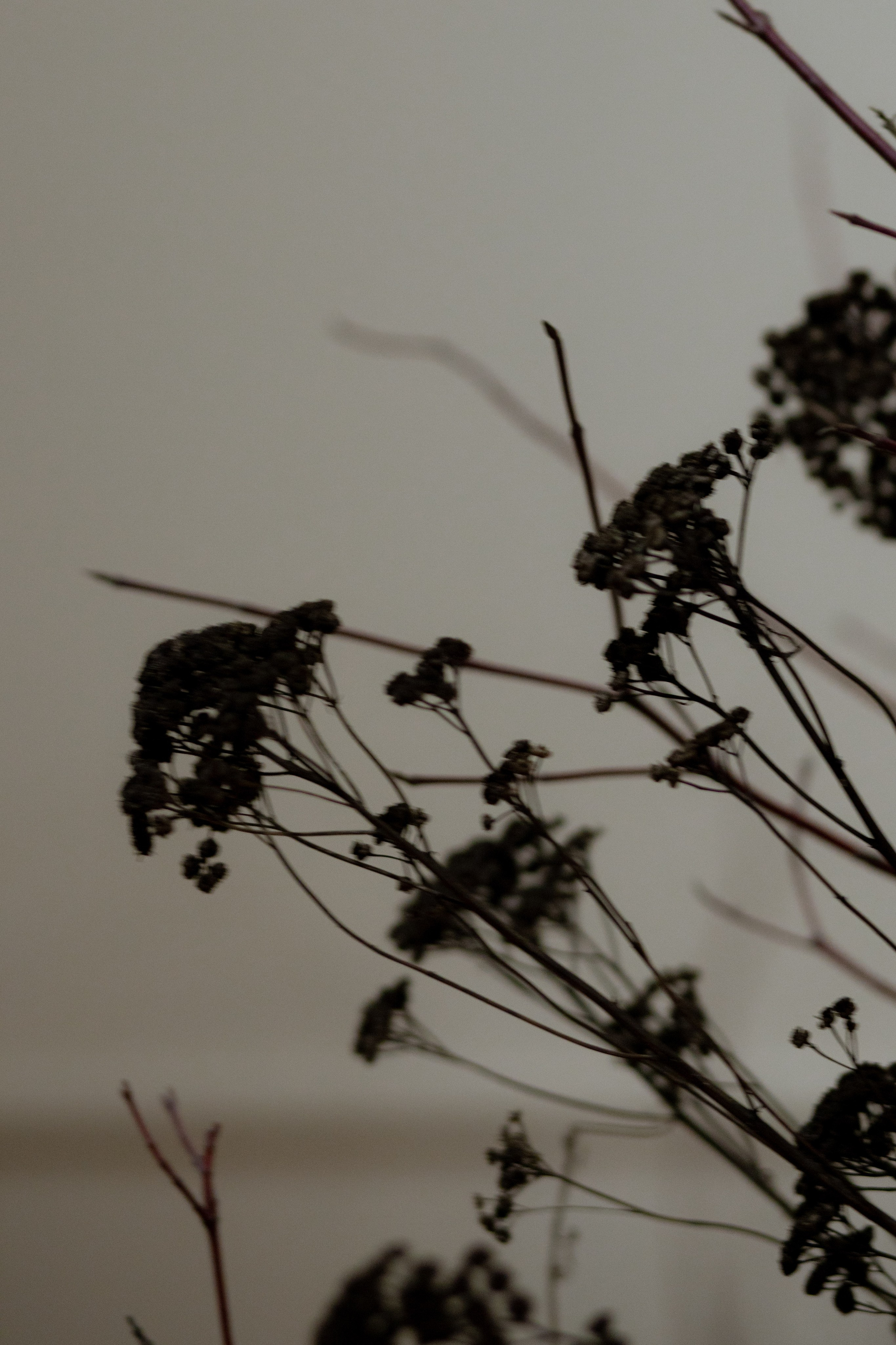 Оформление IX Международного конкурса пианистов имени Д. Д. Шостаковича. Оформление свадеб, декор свадеб Вера Маркова, Москва