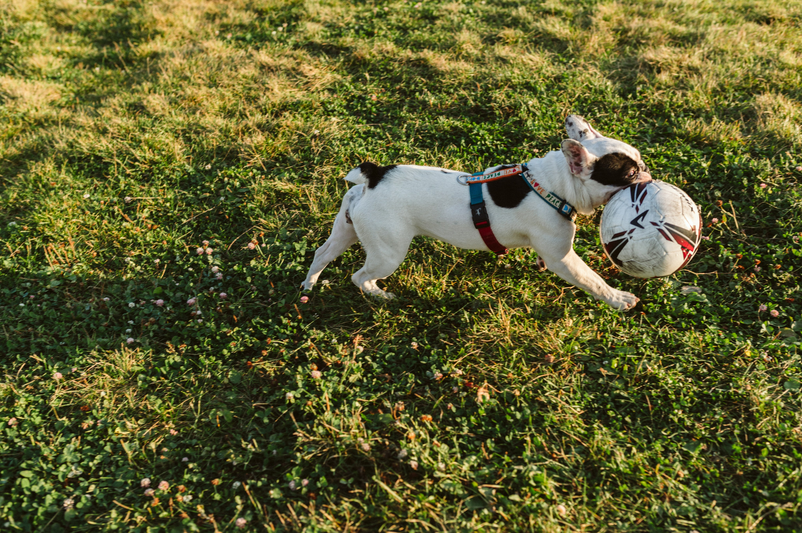 Инна и Белль. Фотограф анималист в Москве Ольга Агушева
