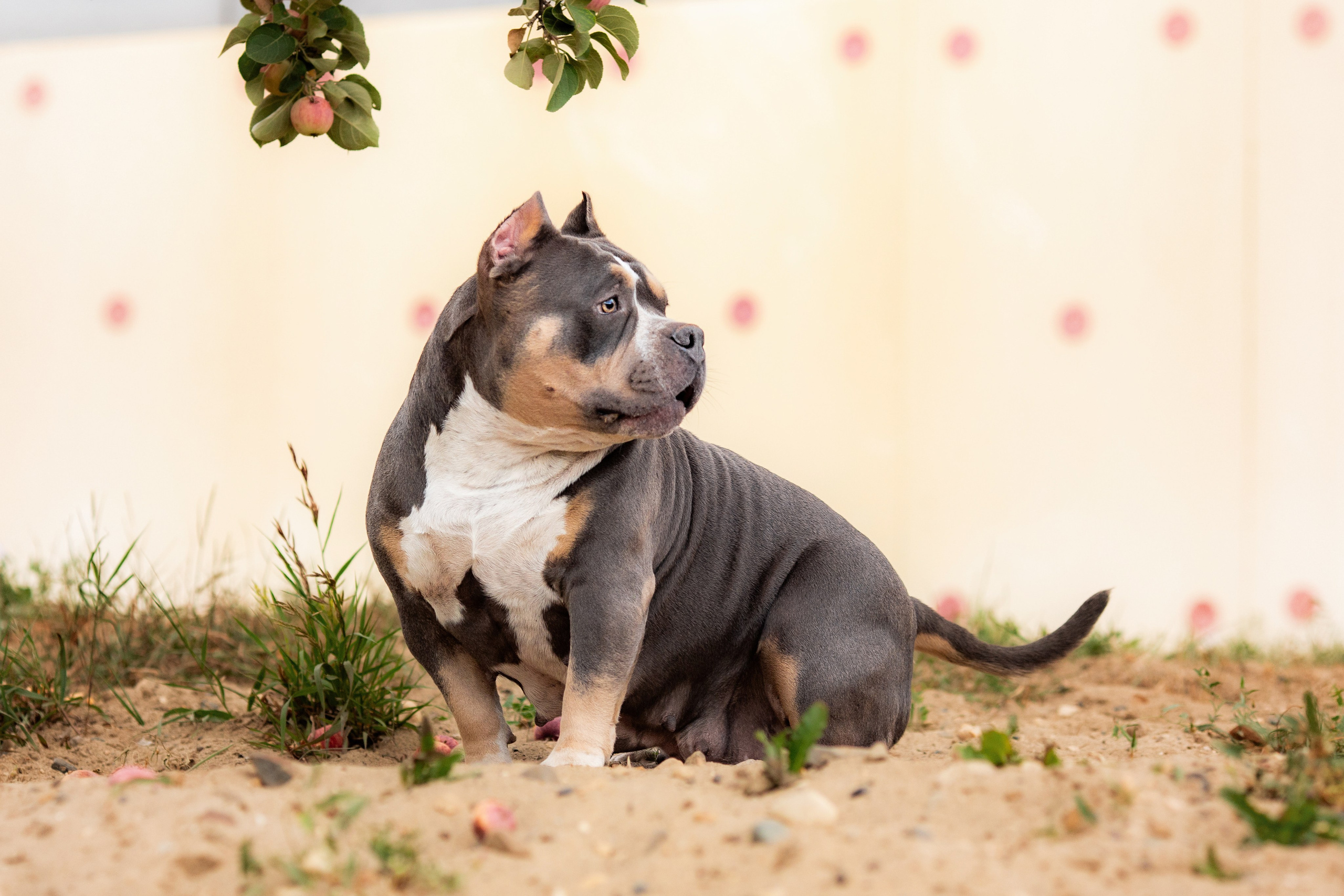 Наталья и булли. Фотограф Анималист в Перми Анастасия Остерман